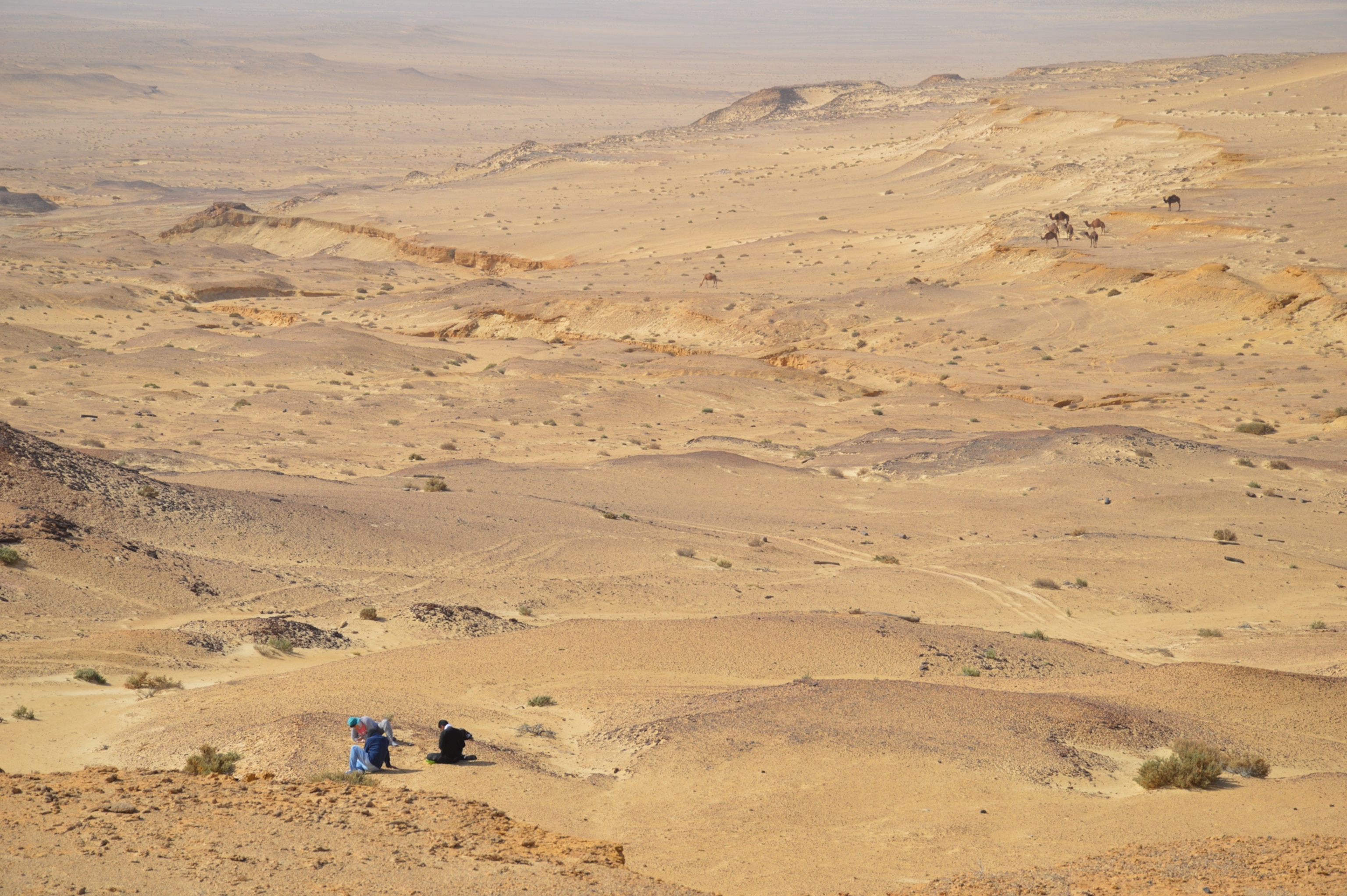 A group of researchers sit in a vast, rugged desert landscape. The sandy terrain extends to the horizon, with distant camels visible.