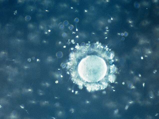 Women Can Make New Eggs After All Stem Cell Study Hints