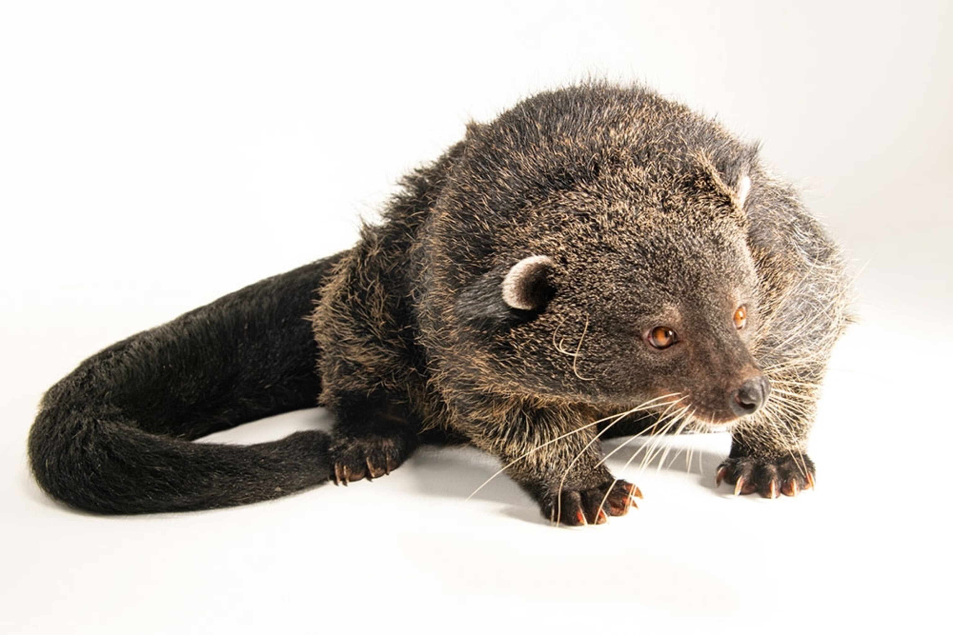 From endangered to extinct | National Geographic