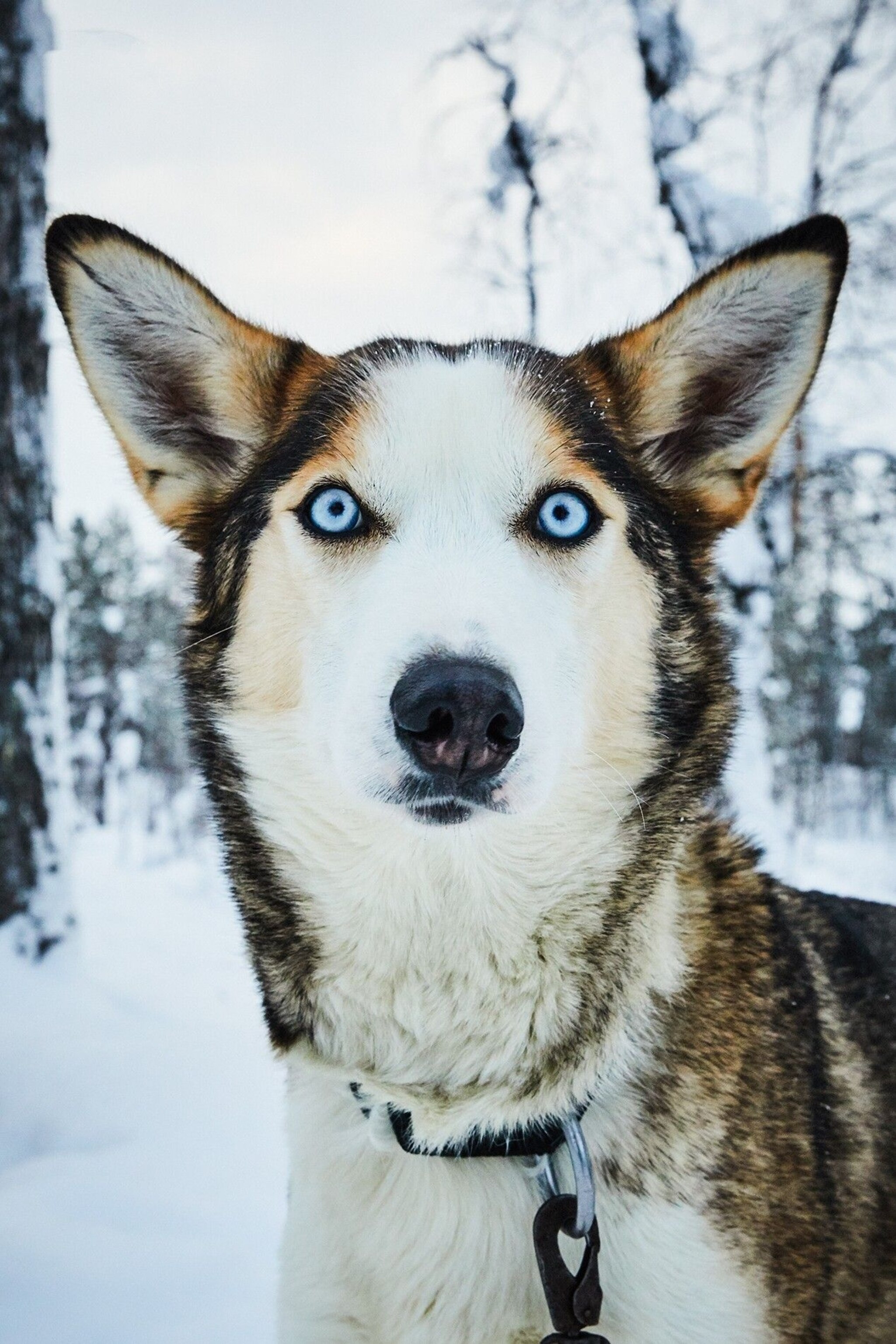 Kenth Fjellborg prides himself on prioritising his dogs’ wellbeing.