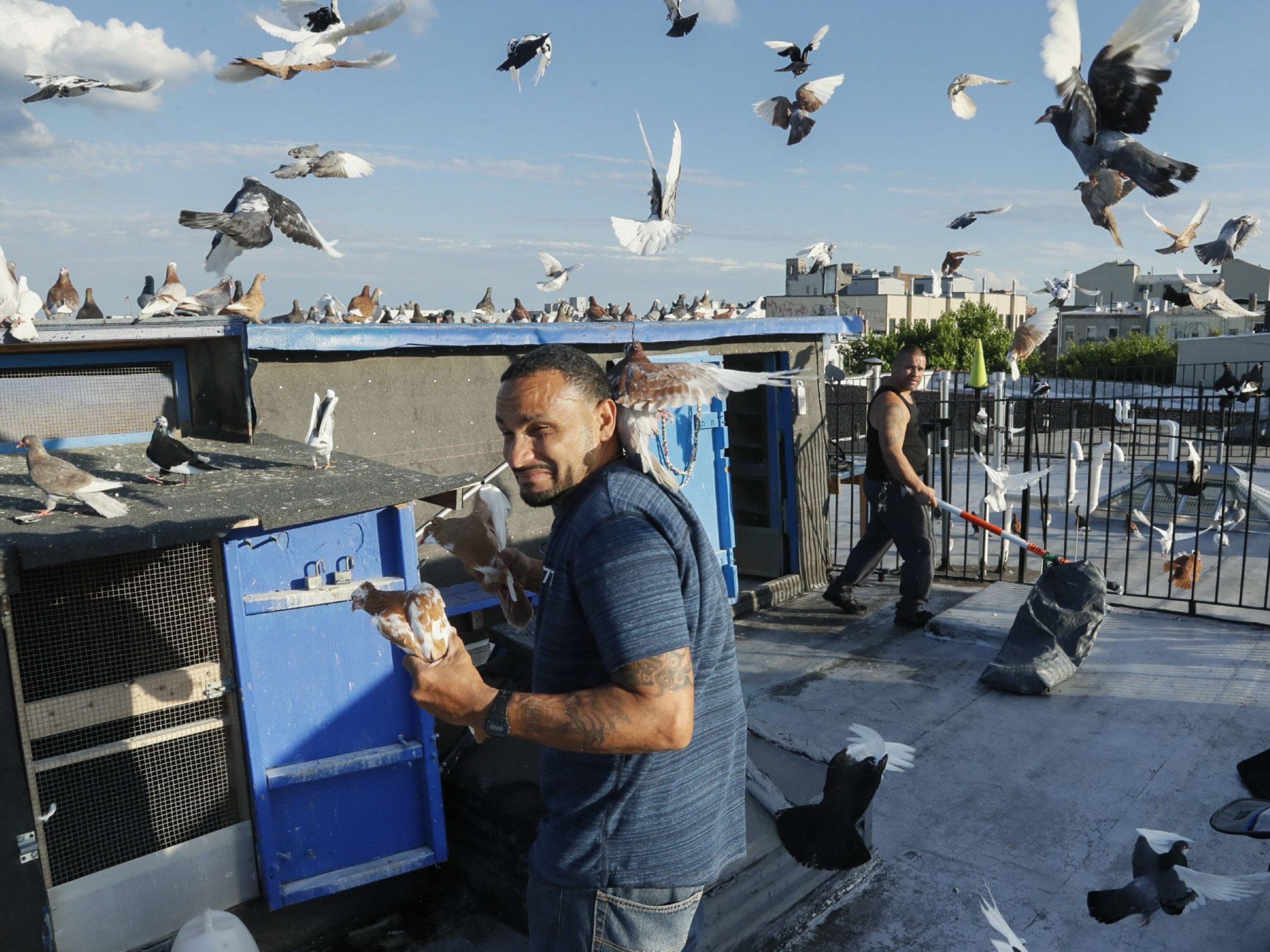 Striking Photos Of The Pigeon Flocks Of Brooklyn S Rooftops