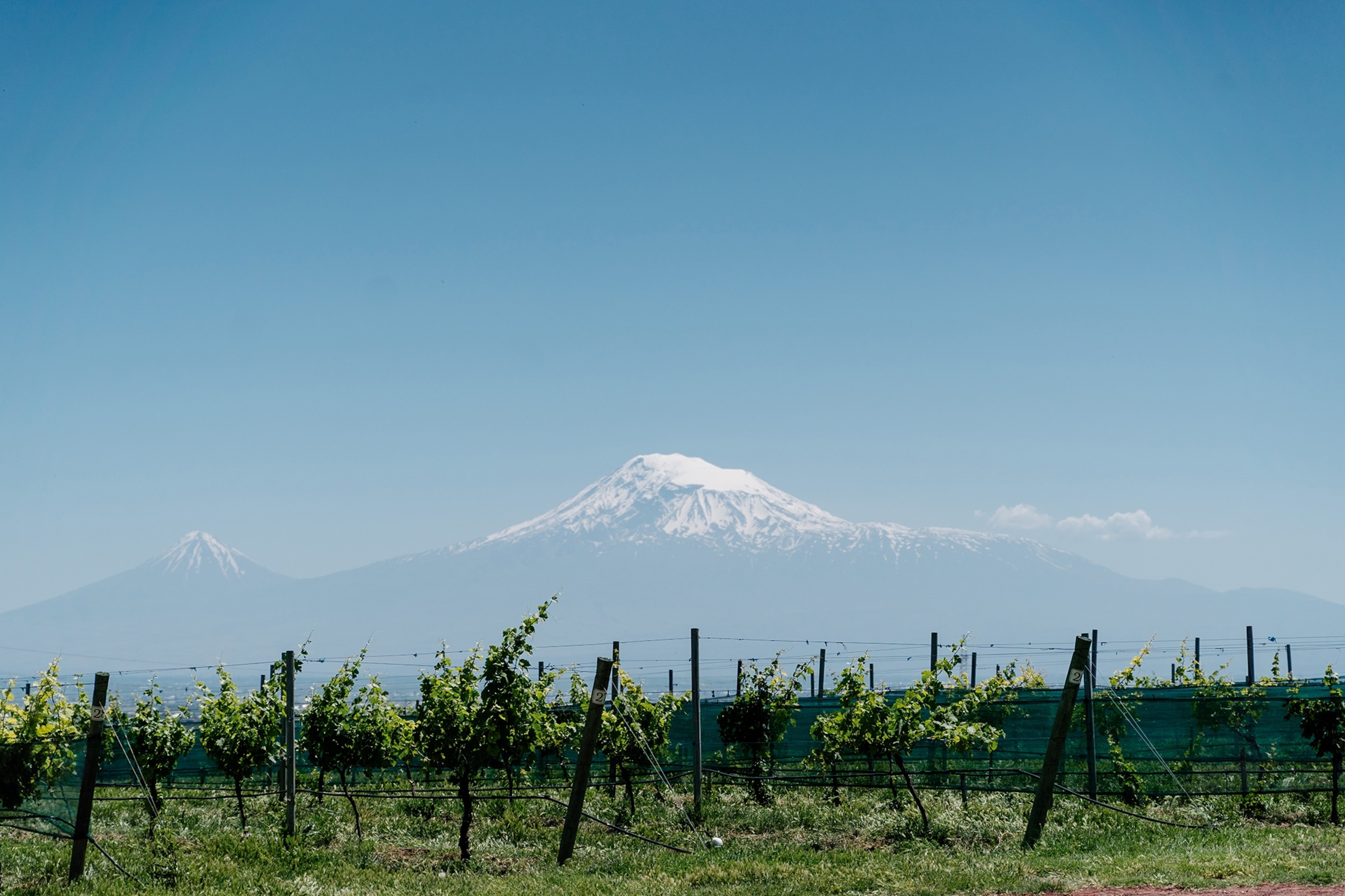A wide landscape shot of a flat vineyard in summer with a snow-capped mountain in the background.