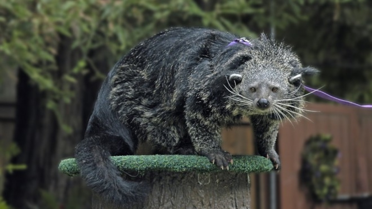 Why Popcorn Smells Like a Bearcat’s Butt