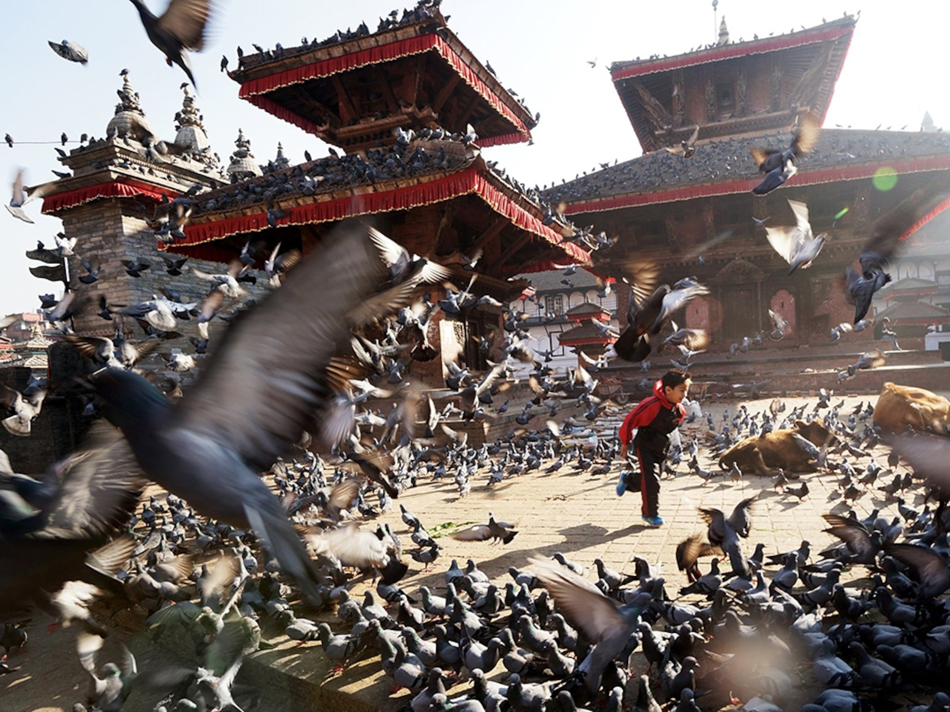 birds flying in a plaza, Kathmandu, Nepal