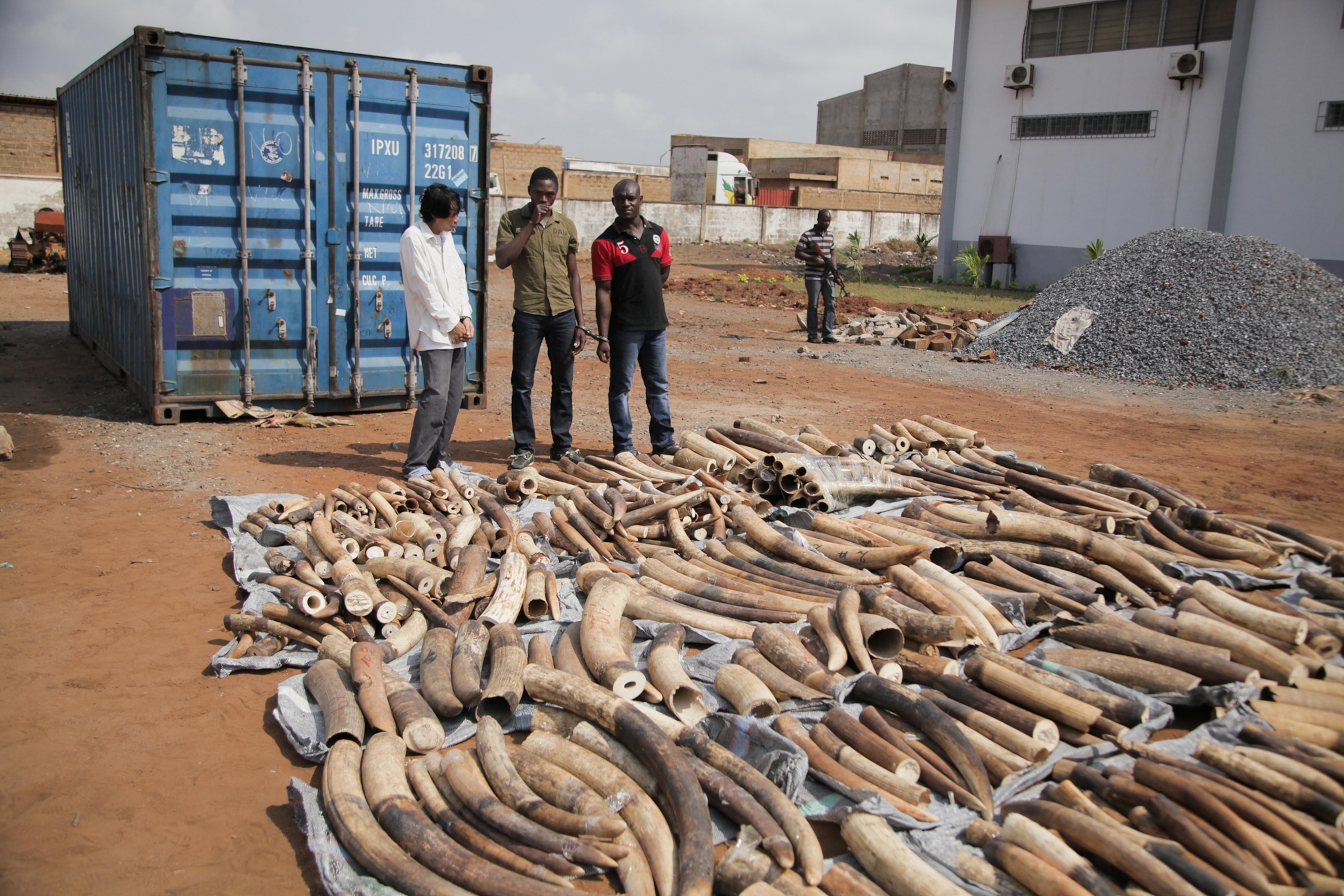 3 men standing in front of a haul of ivory tusks.