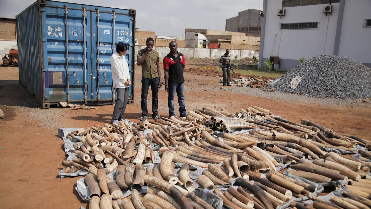 Forensic Technology Helps Case Against West African Ivory Dealer Accused As A Trafficker Forensic Technology Helps Case Against West African Ivory Dealer Accused As A Trafficker