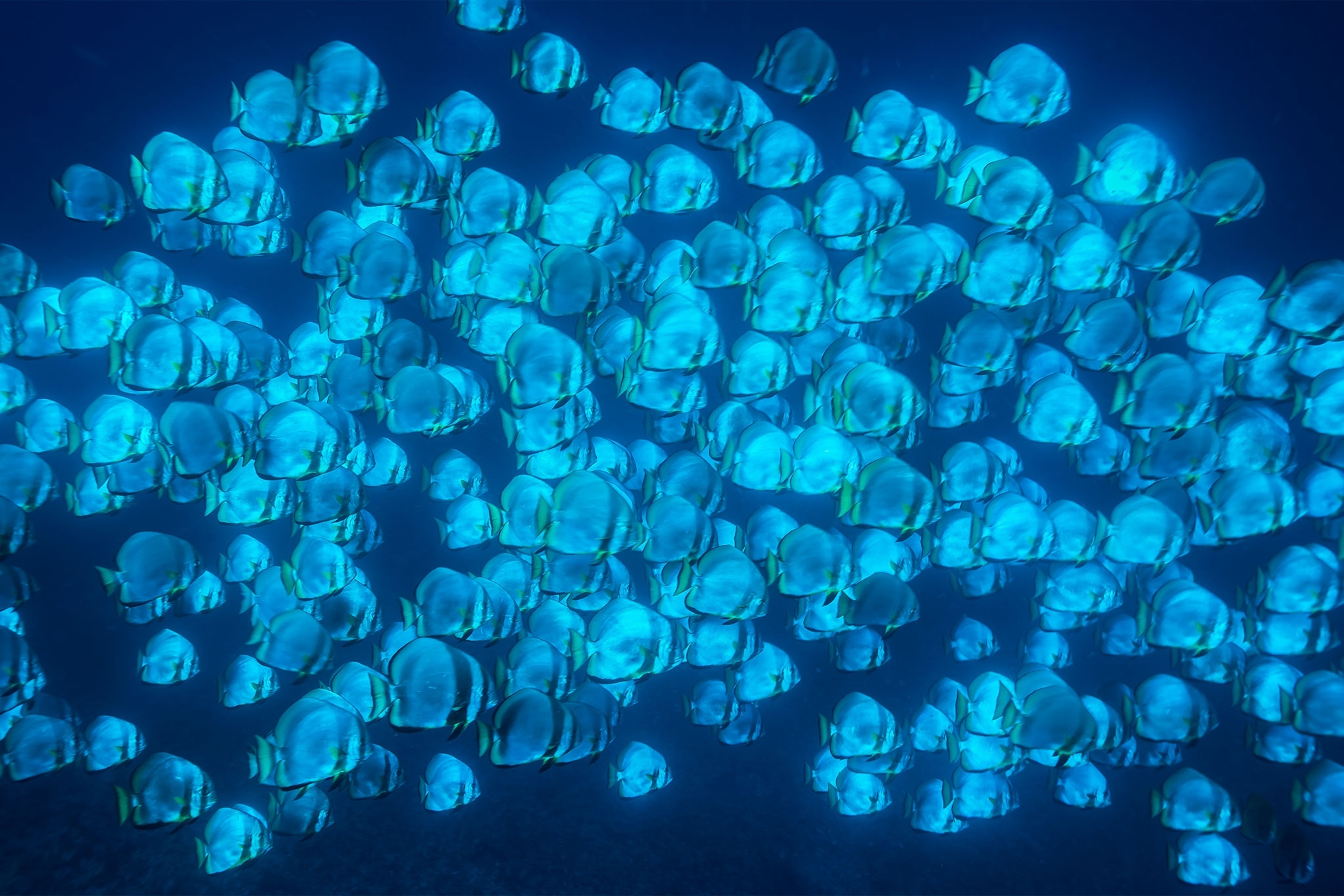 a school of batfish in Tubbataha Reef National Park