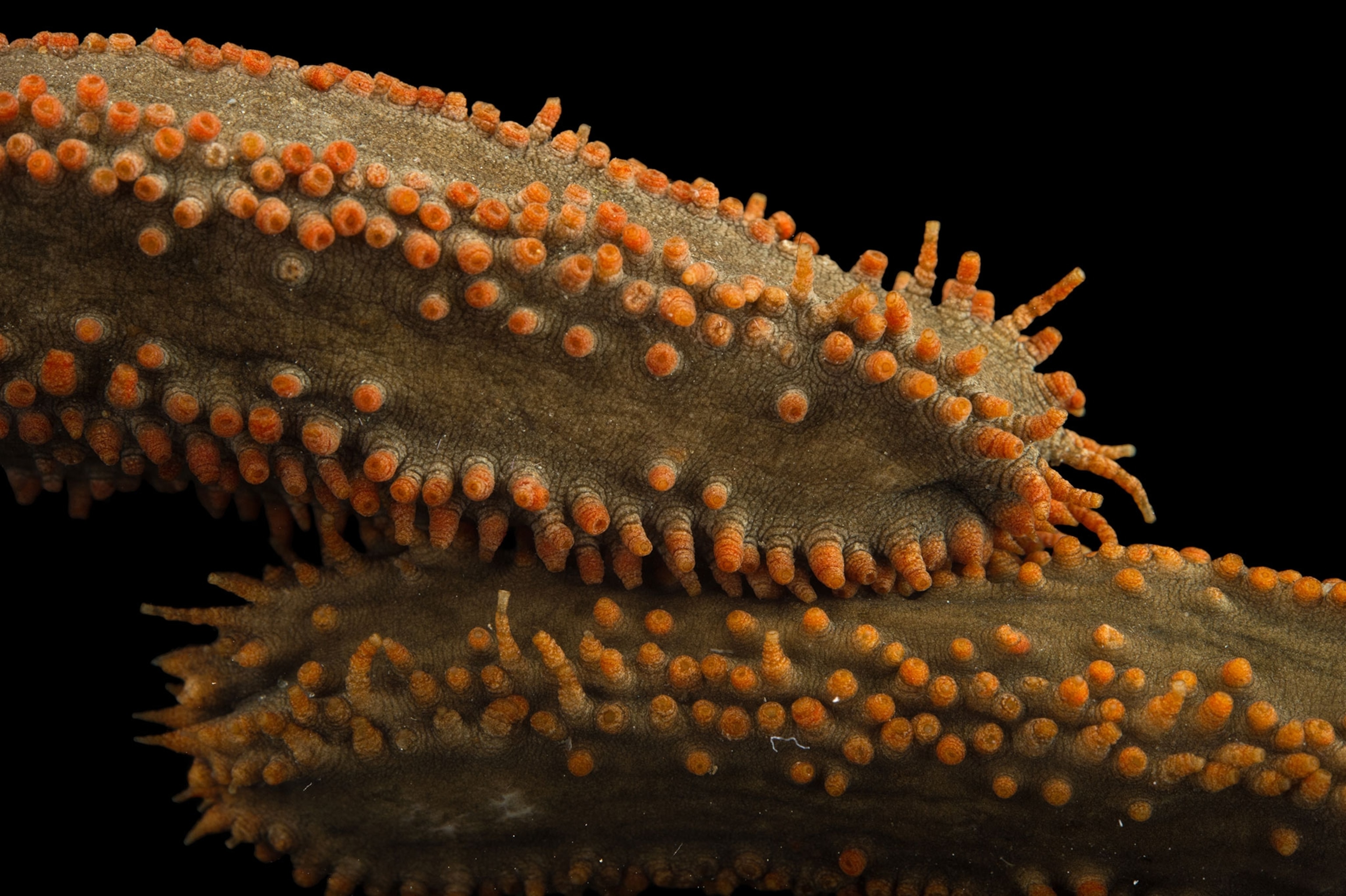 Deep Dive: The Decomposer Role Of Sea Cucumbers In Marine Life - 9vxwfge