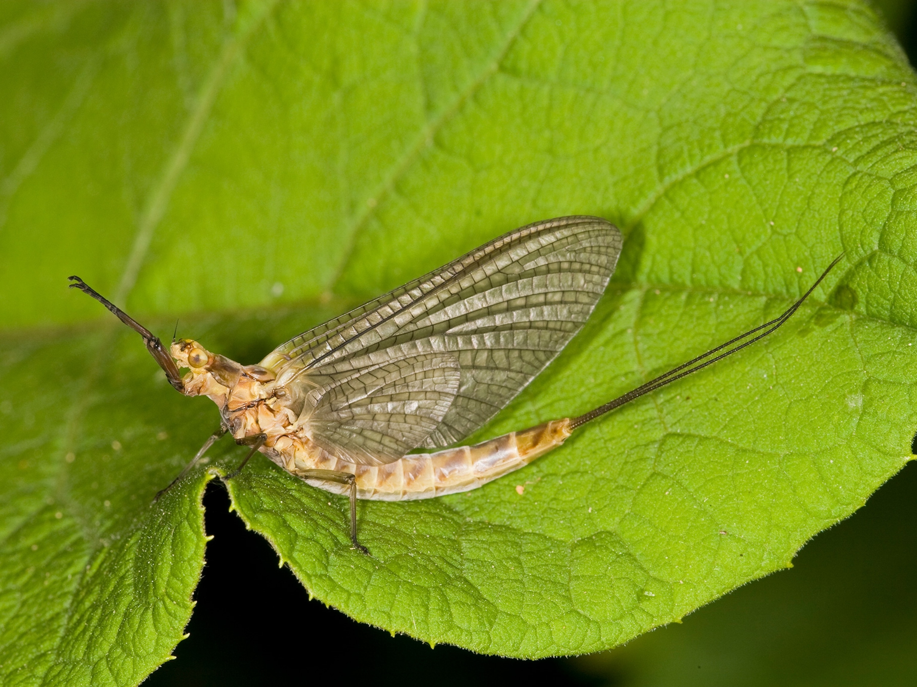 mayfly bite