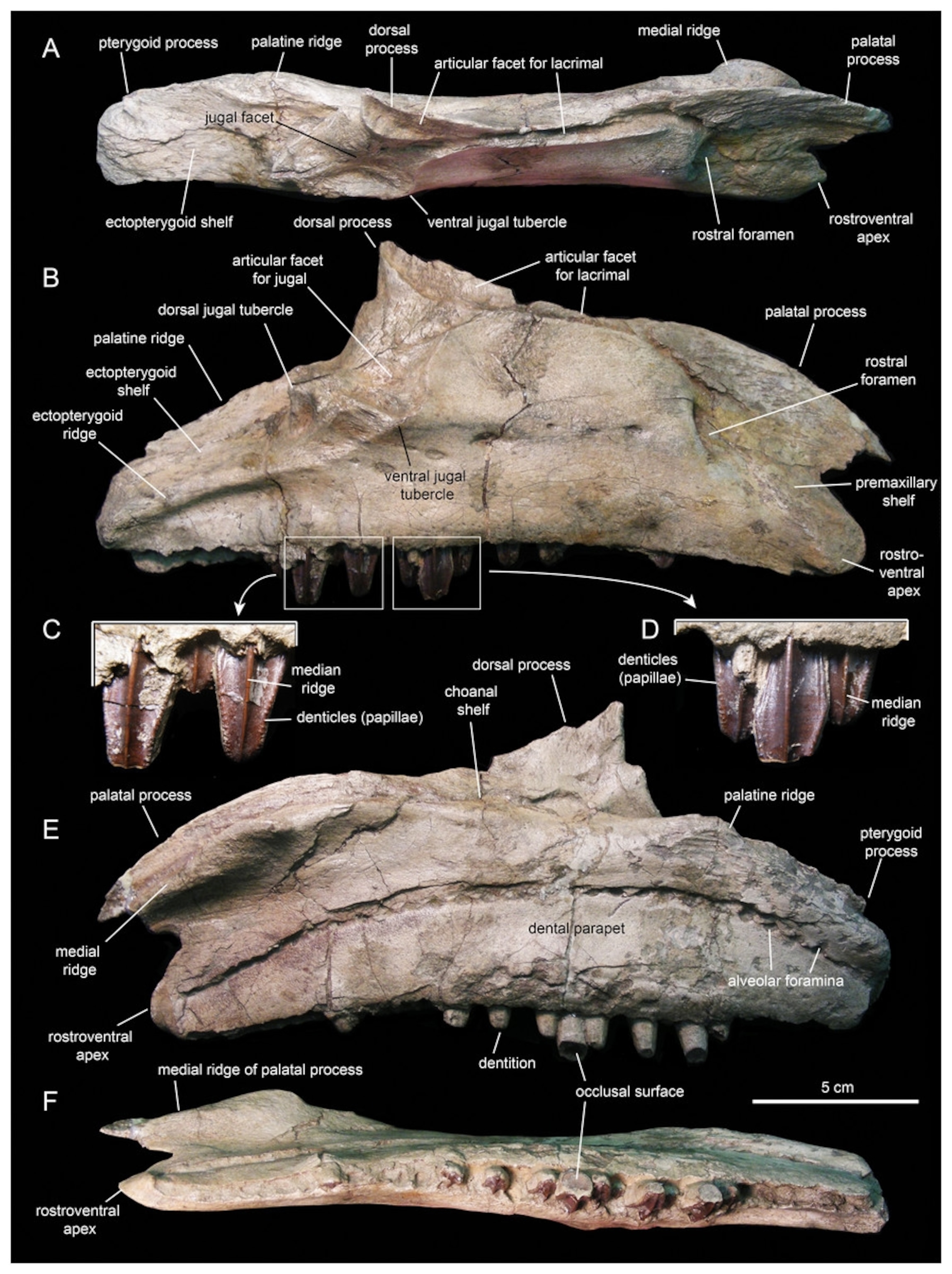 The right maxilla of Eotrachodon. From Prieto-Márquez et al., 2016.