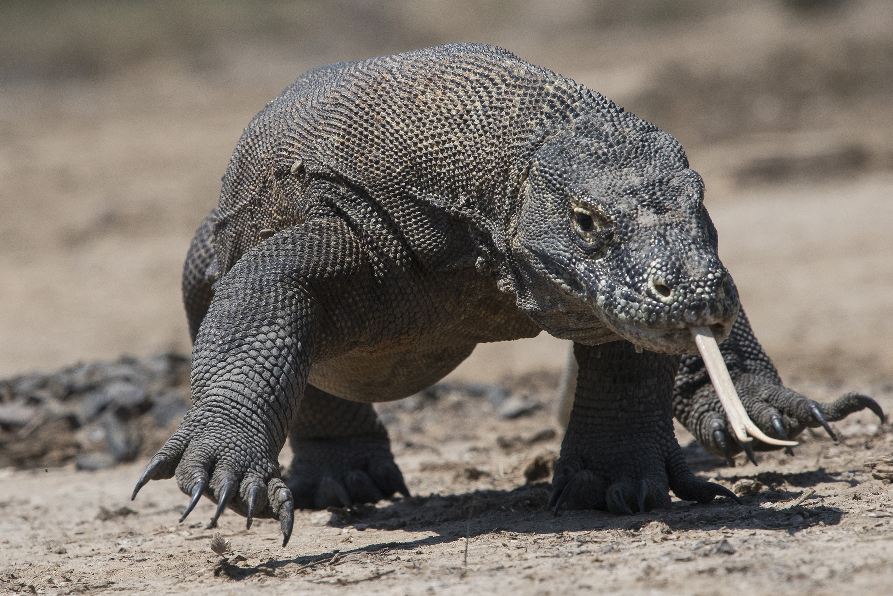 Komodo dragon
