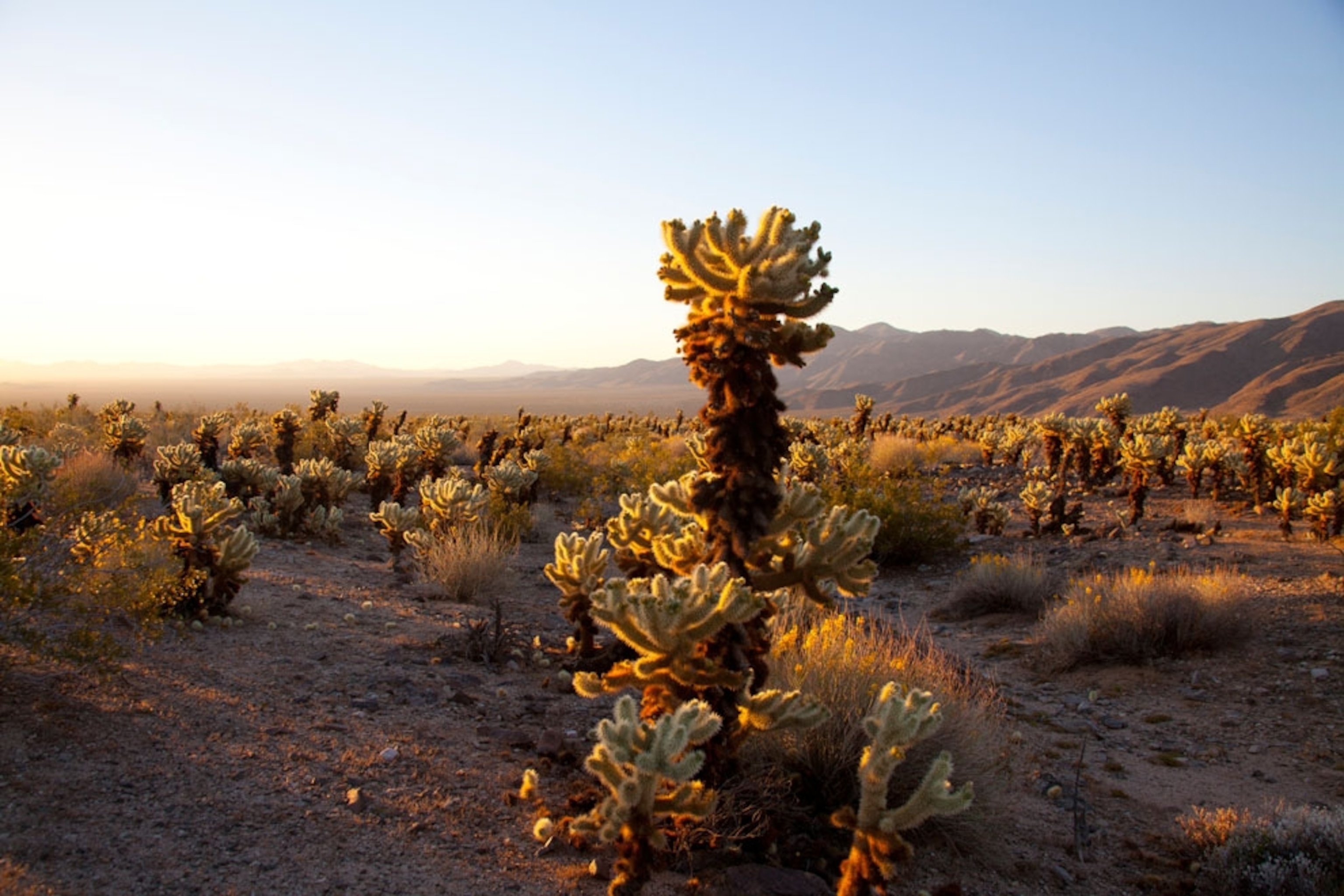 Cholla Cactus field just after sunrise in Joshua Tree National Park