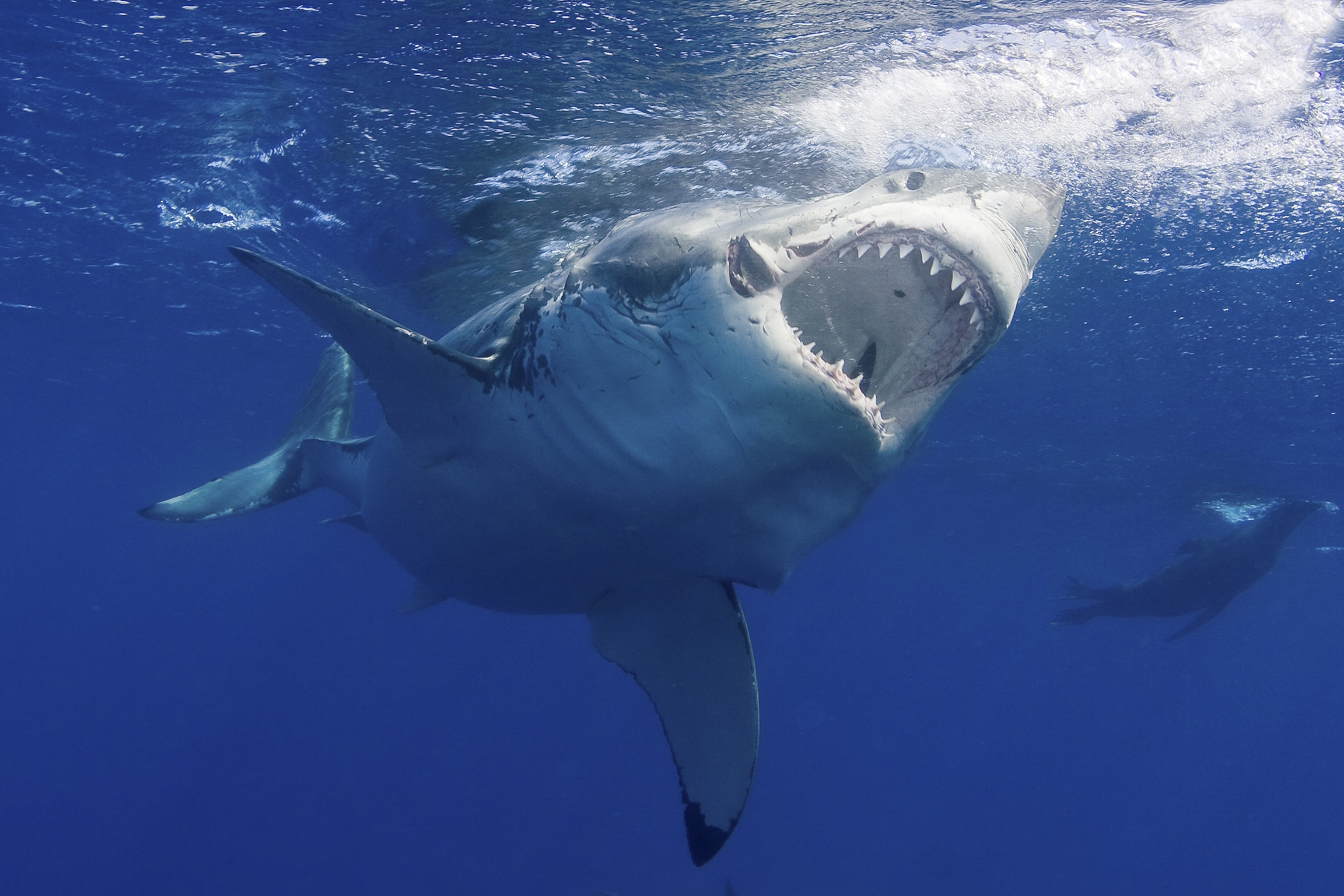 Shark razor-like teeth