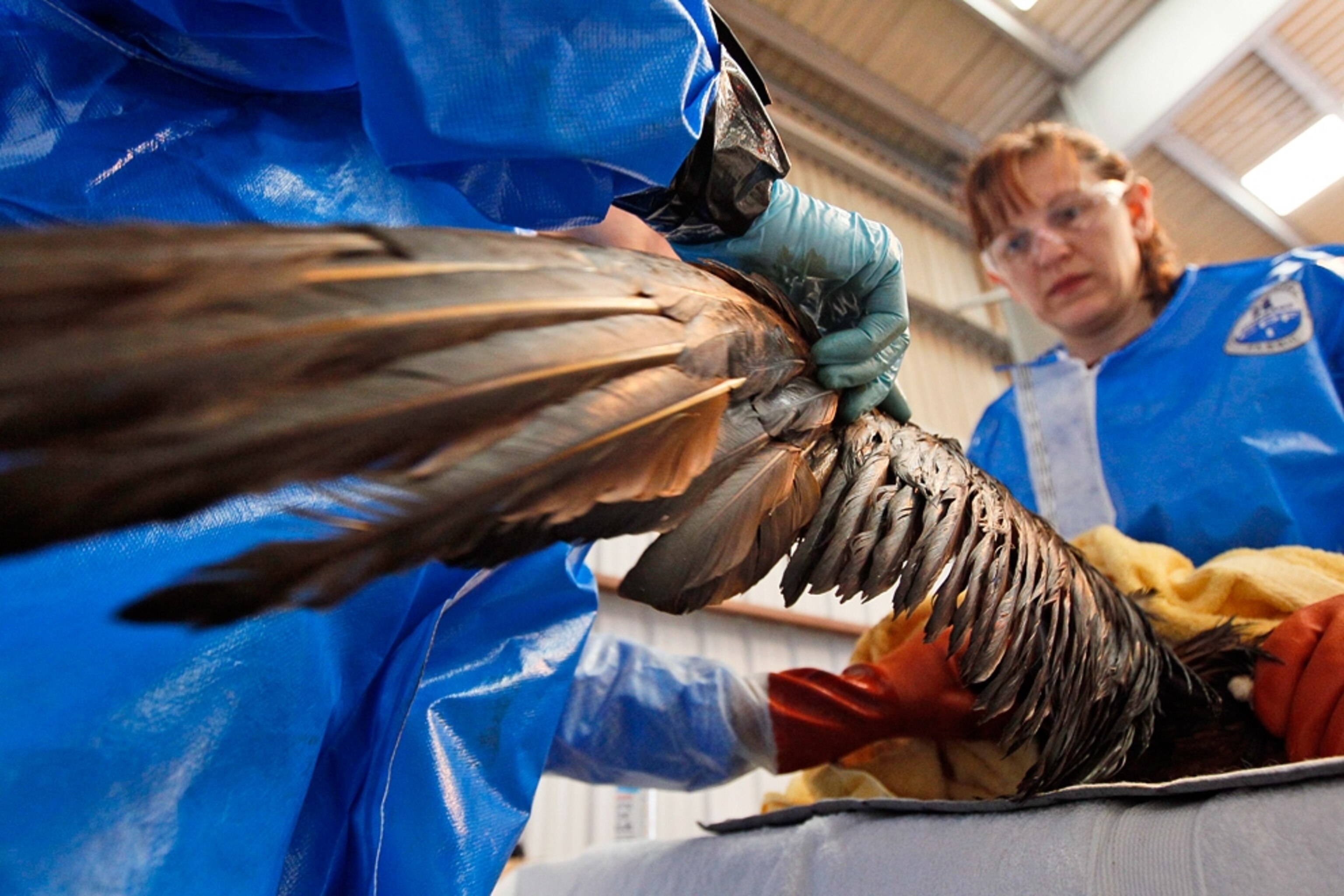 Rescuers work to clean a bird covered in oil from the 2010 Gulf of Mexico oil spill.