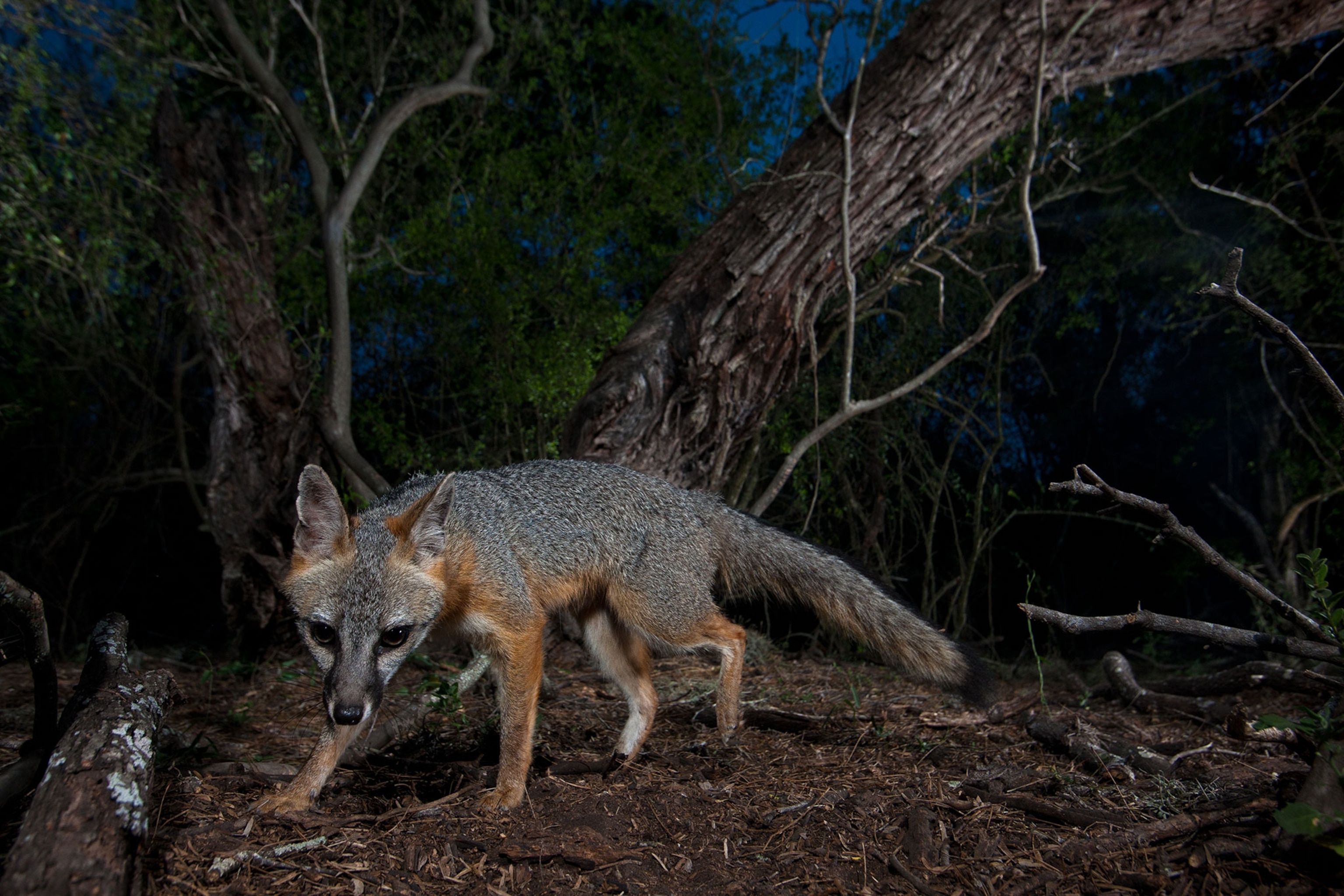 a female gray fox, Urocyon cinereoargenteus, explores the forest at night in Texas