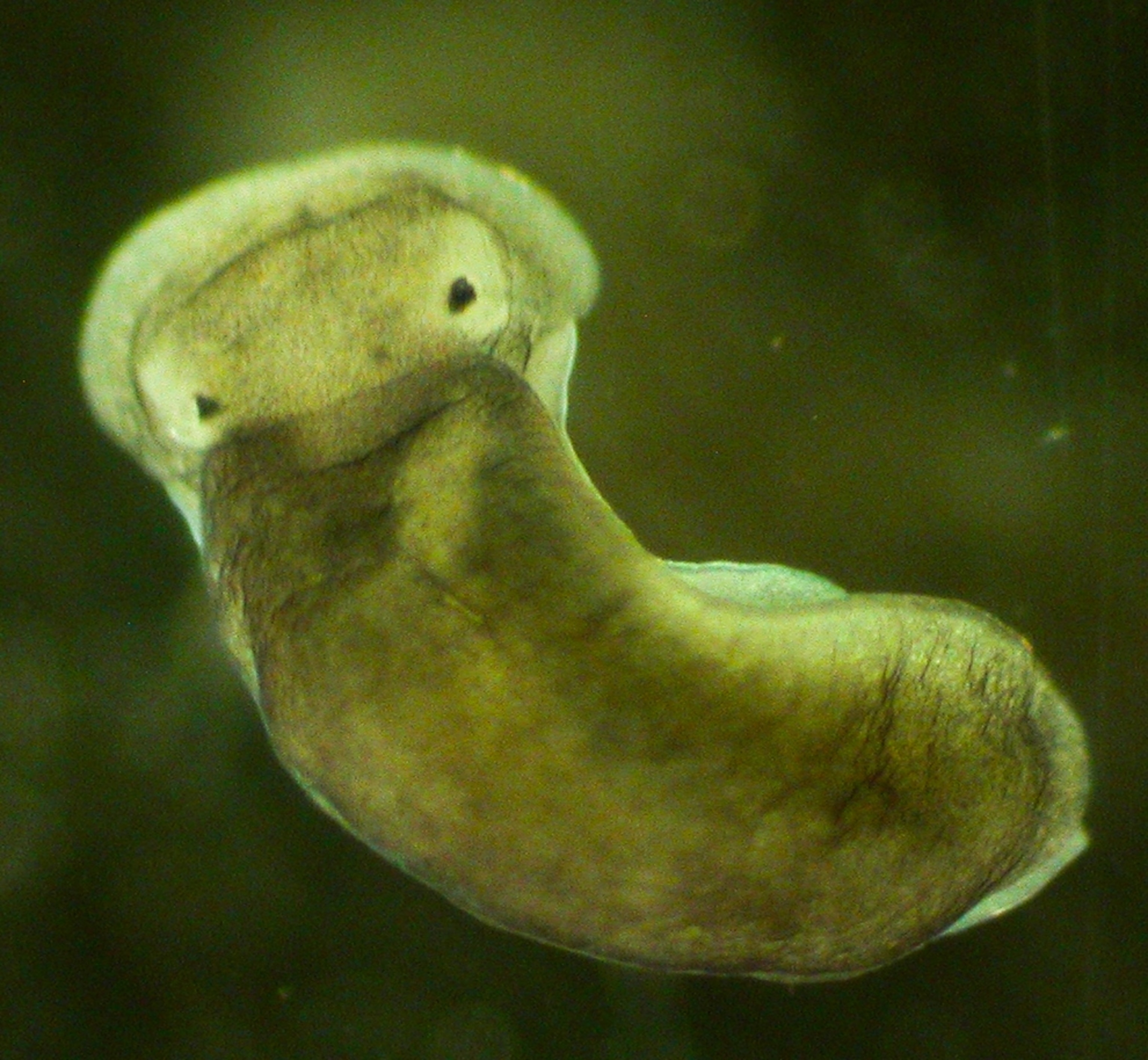 The pale underbelly of an immature Aiteng sea slug, one of the top ten new species described in 2009.