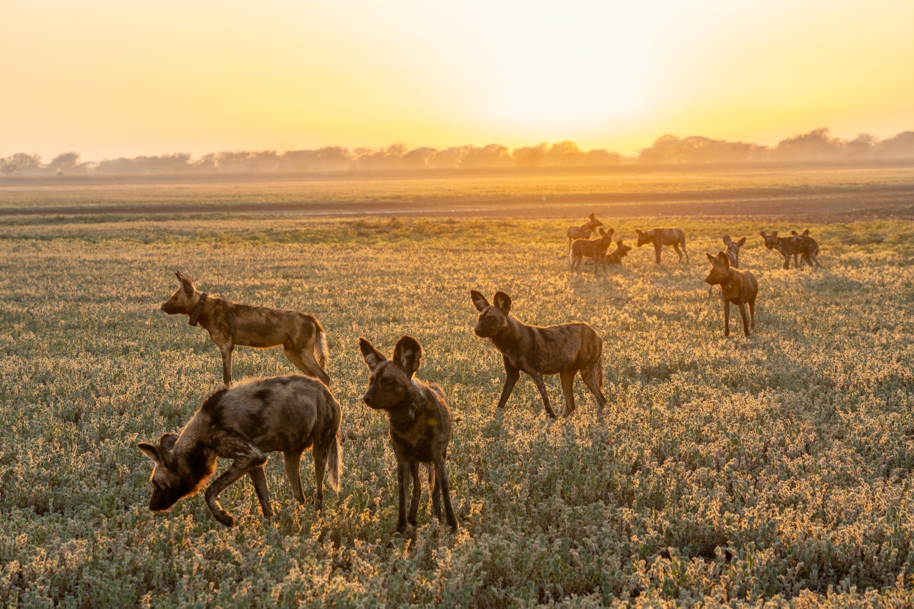 A group of wild dogs stand together.