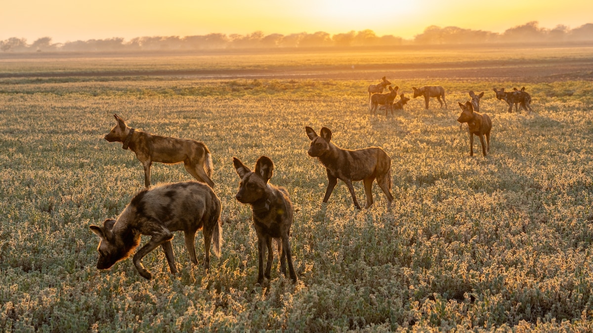 How African wild dogs became a safari star