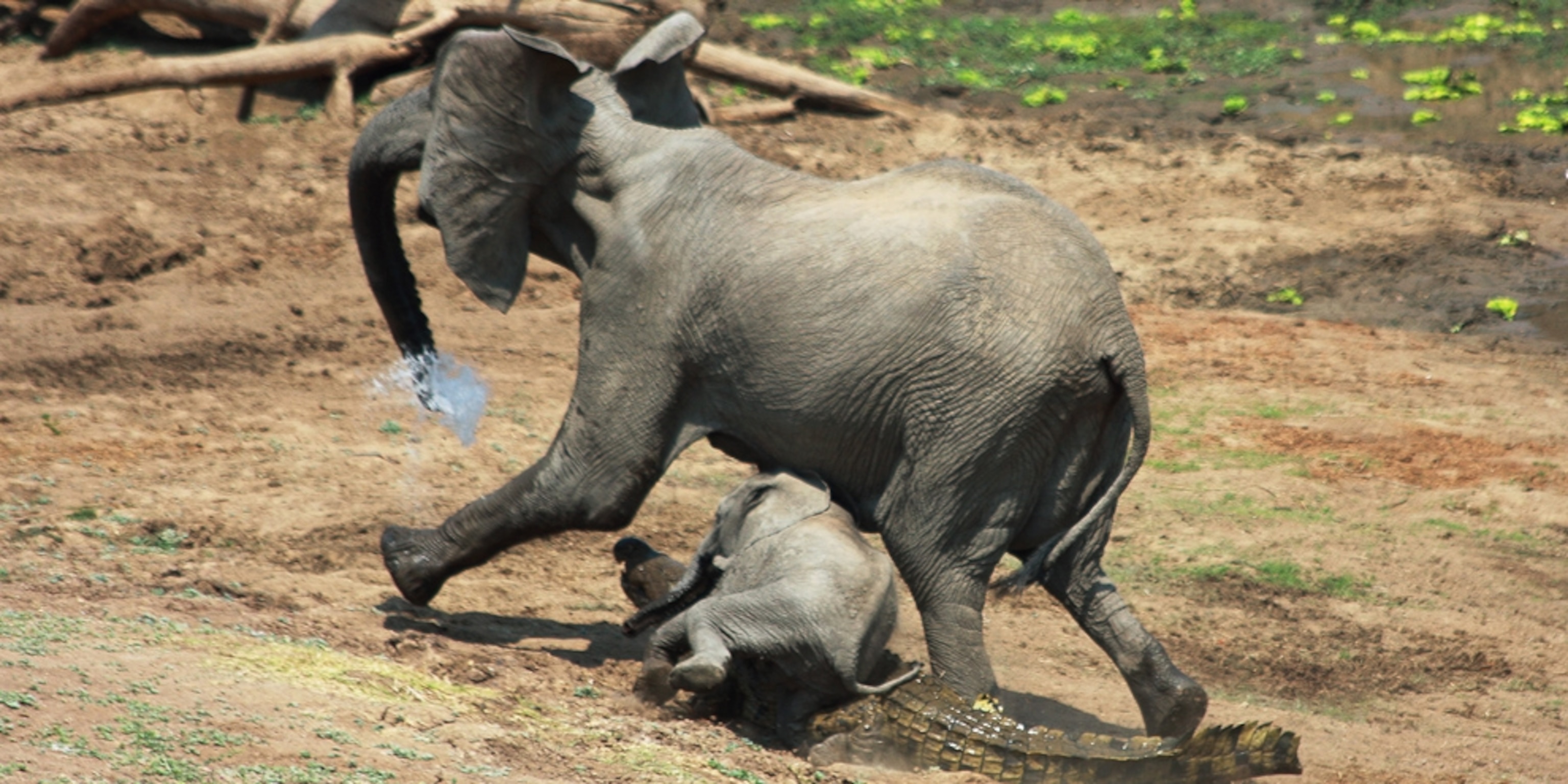 Imágenes raras: cocodrilo ataca a elefante