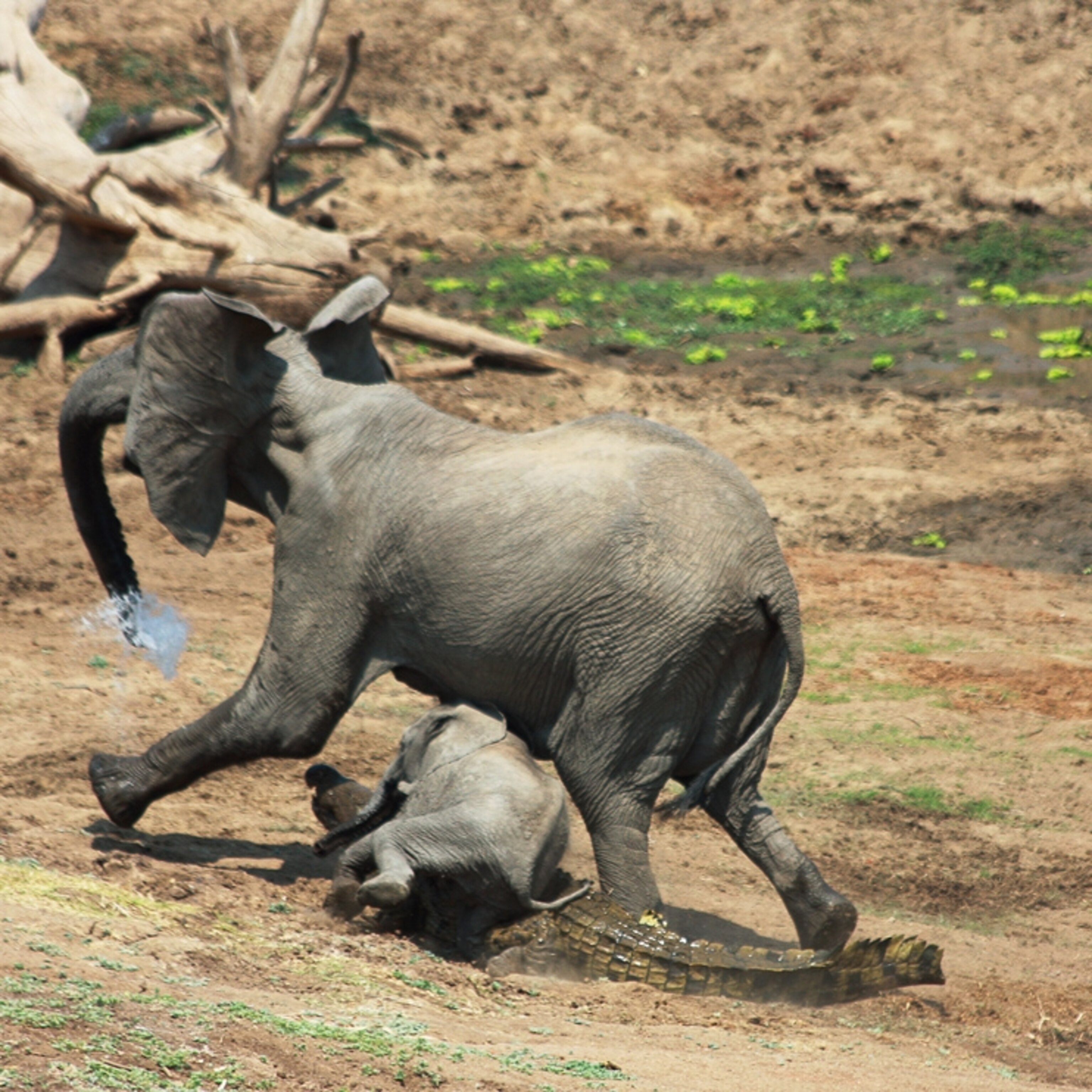 Rare Pictures: Crocodile Attacks Elephant