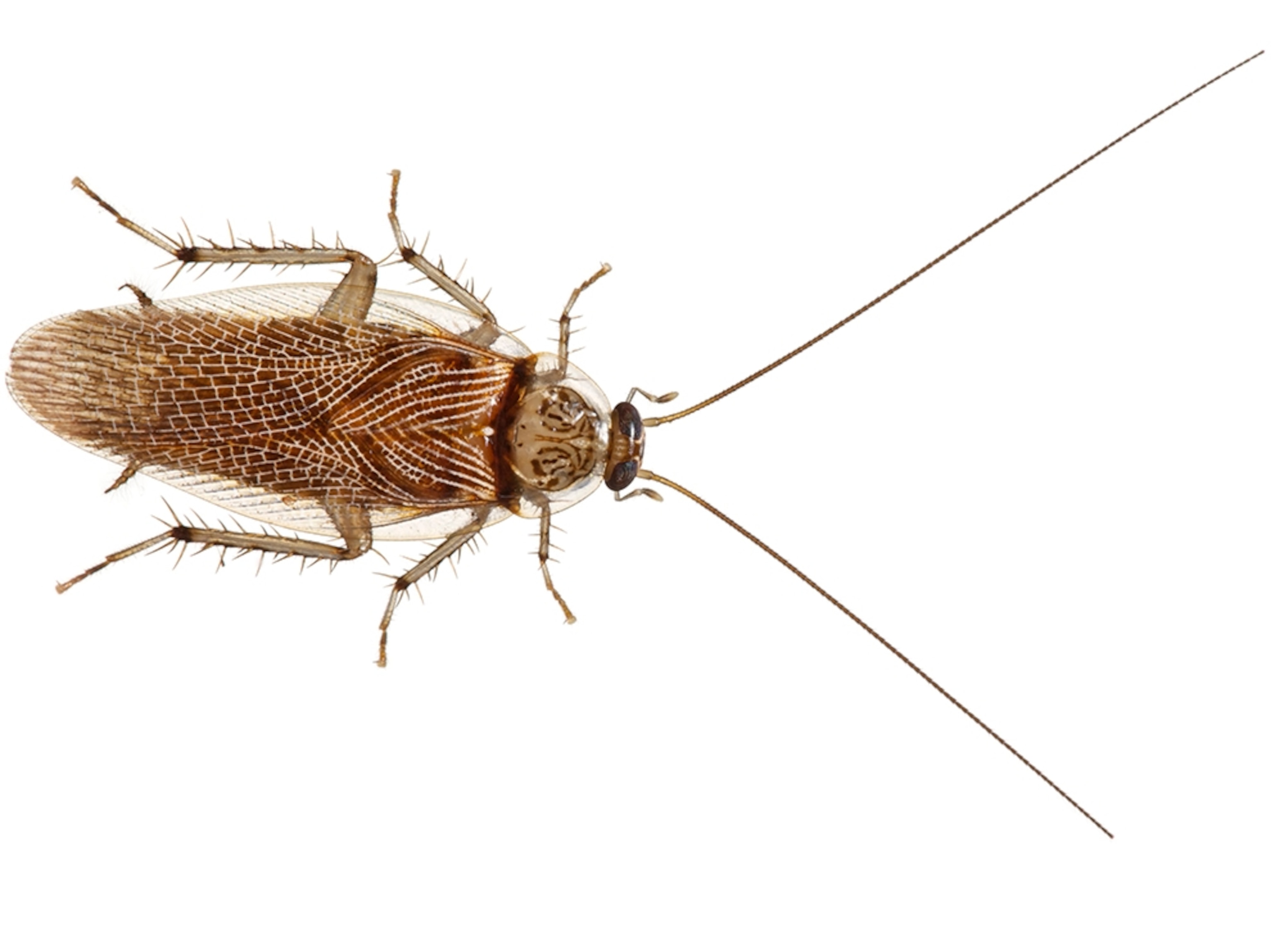 Common Name: Spotted roach, Scientific Name: Balta notulata, Magnification: 1x,