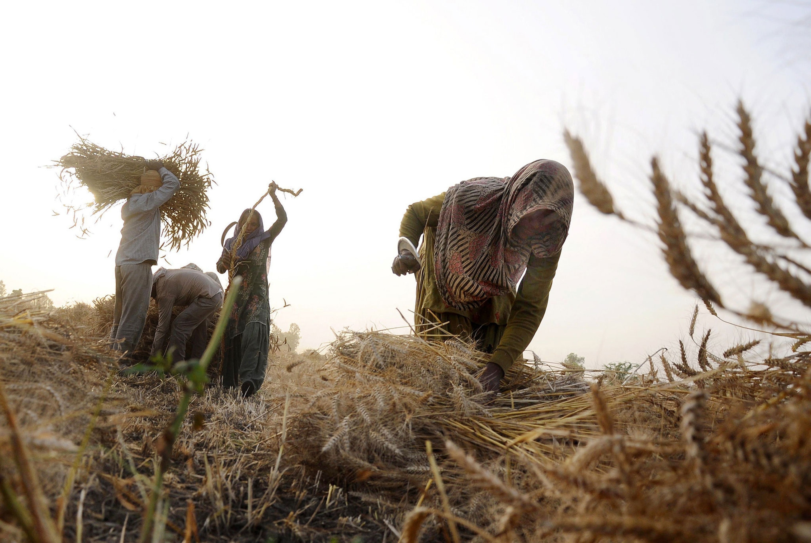 Indian labourers prepare sheaves of wheat