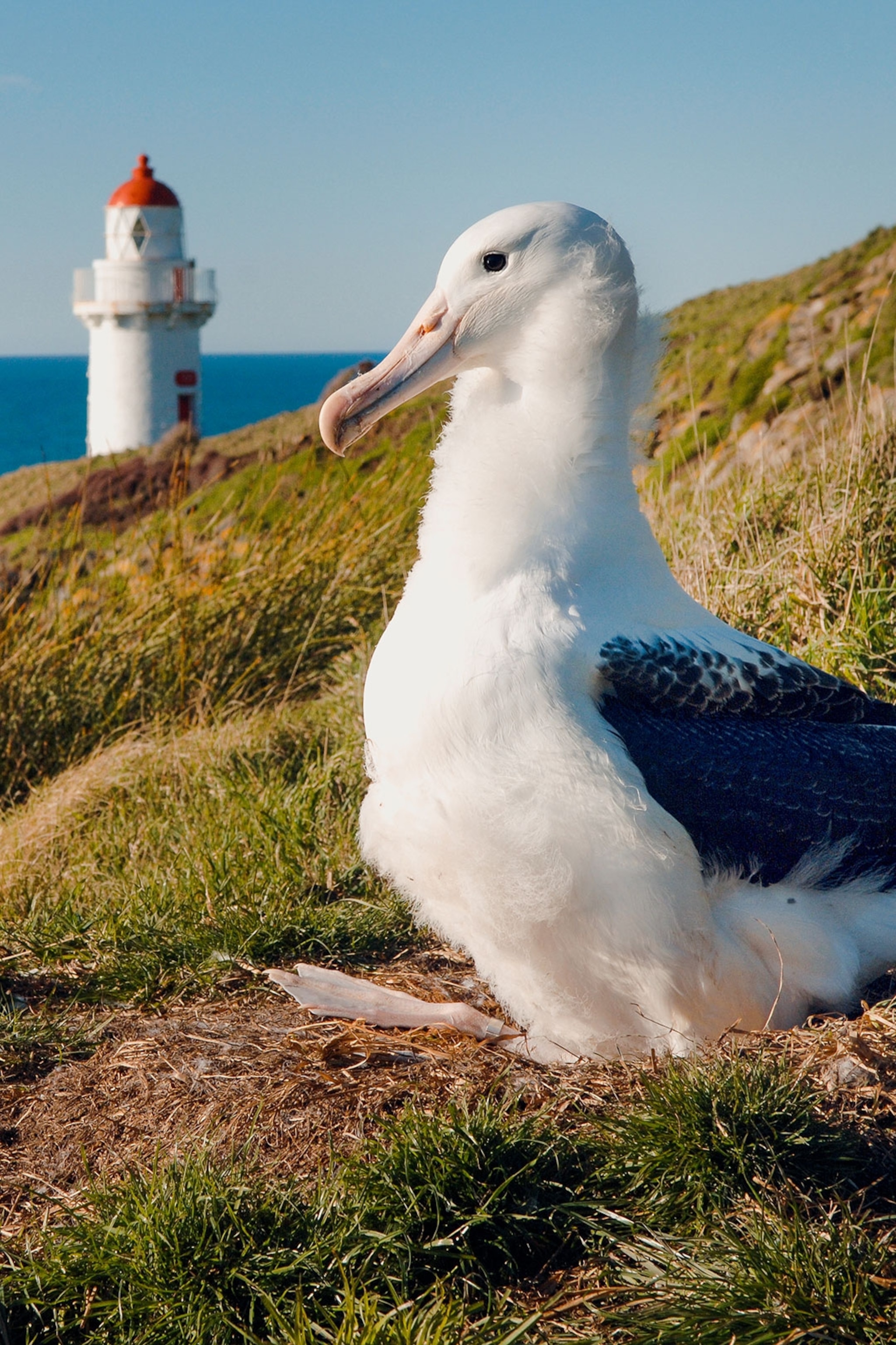 A northern royal albatross at the Royal Albatross Centre on the Otago Peninsula, Dunedin, New Zealand