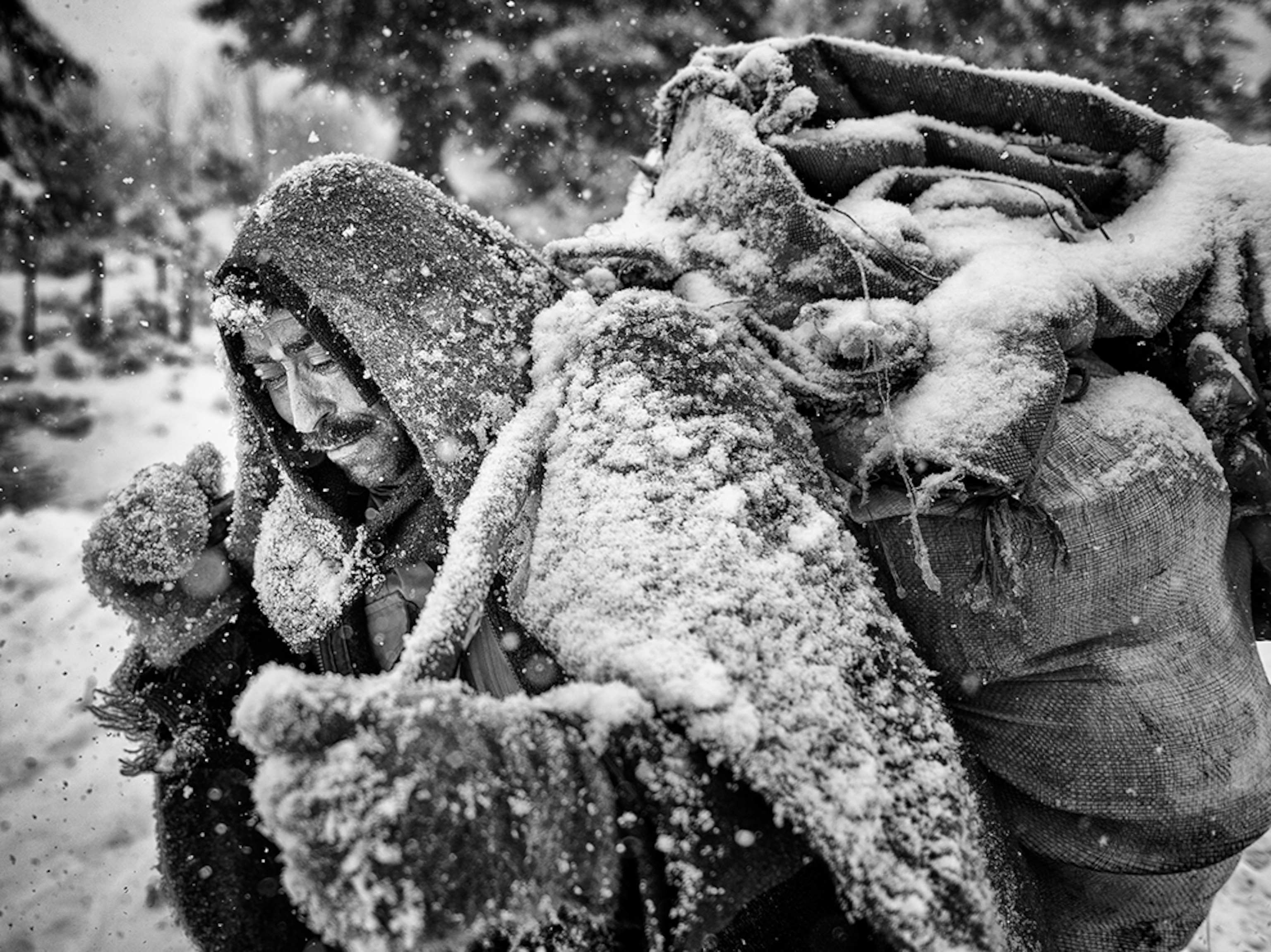 a shepherd trekking through the snow in northern Iran