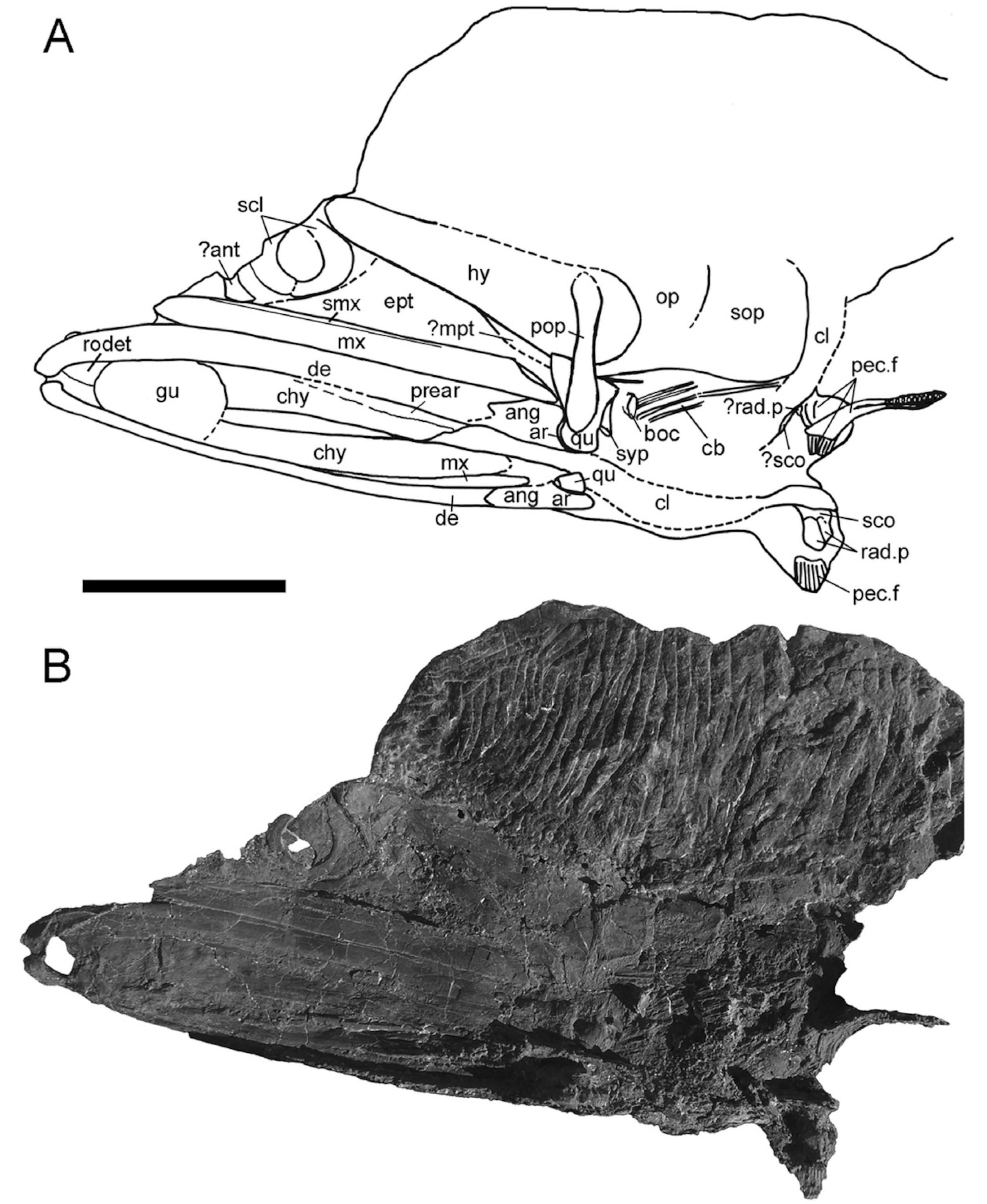 The skull of Rhinconichthys purgatoirensis. From Schumacher et al., 2016.
