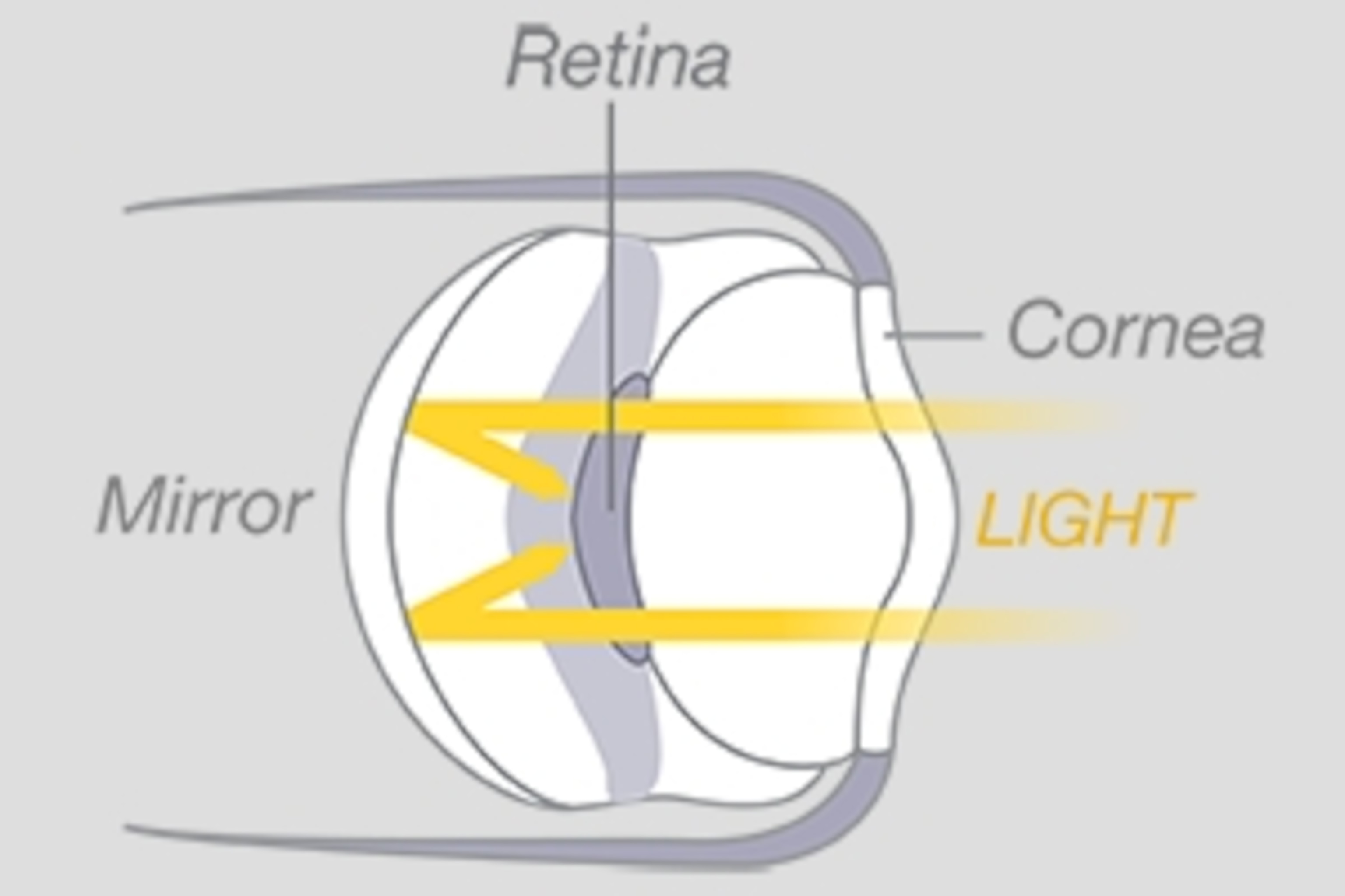 Inside the Eye Nature’s Most Exquisite Creation