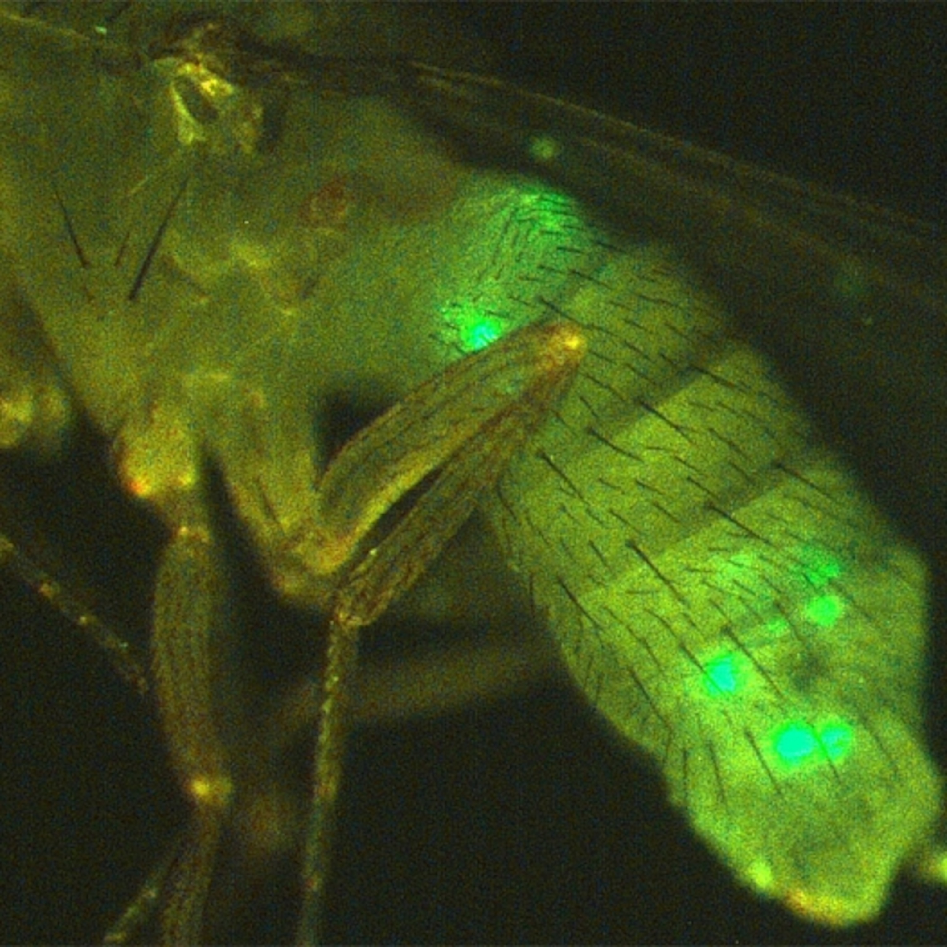 Scent of Opposite Sex Shortens Lives of Flies and Worms