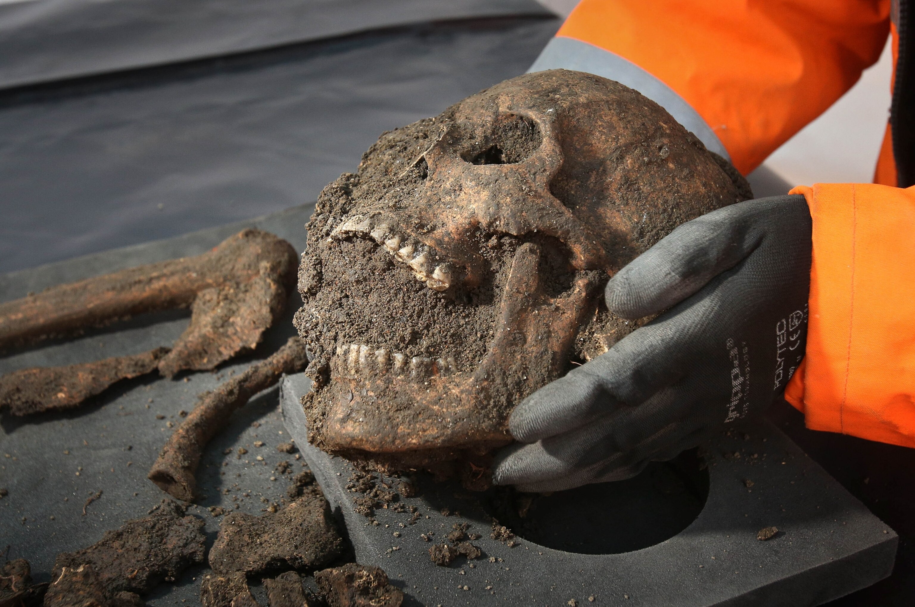 A skull found in a Black Death dig site in Farringdon, London, United Kingdom.