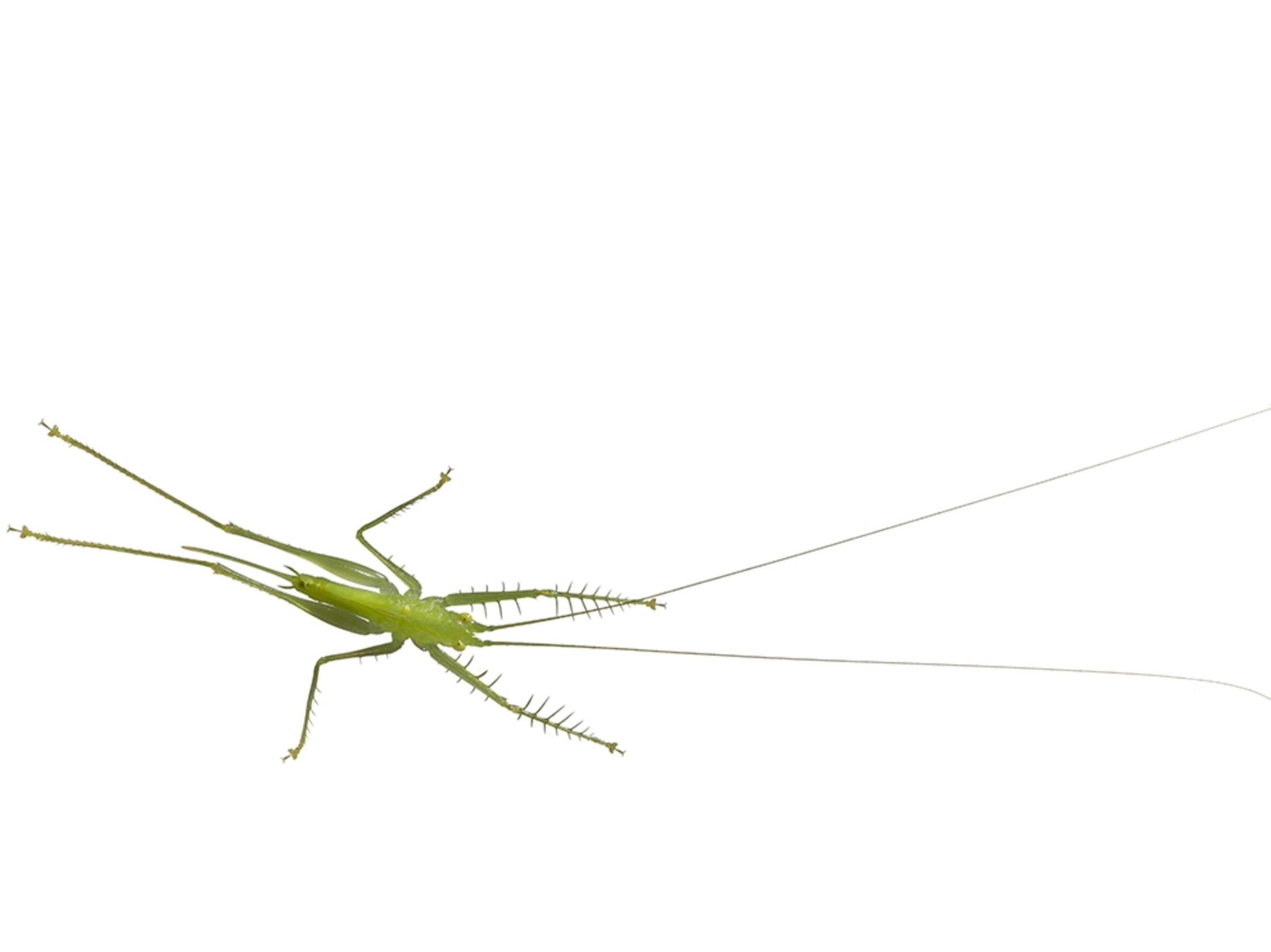 Common Name: green katydid, Scientific Name: undetermined sp., Magnification: .33x, Notes: _MG_8833,