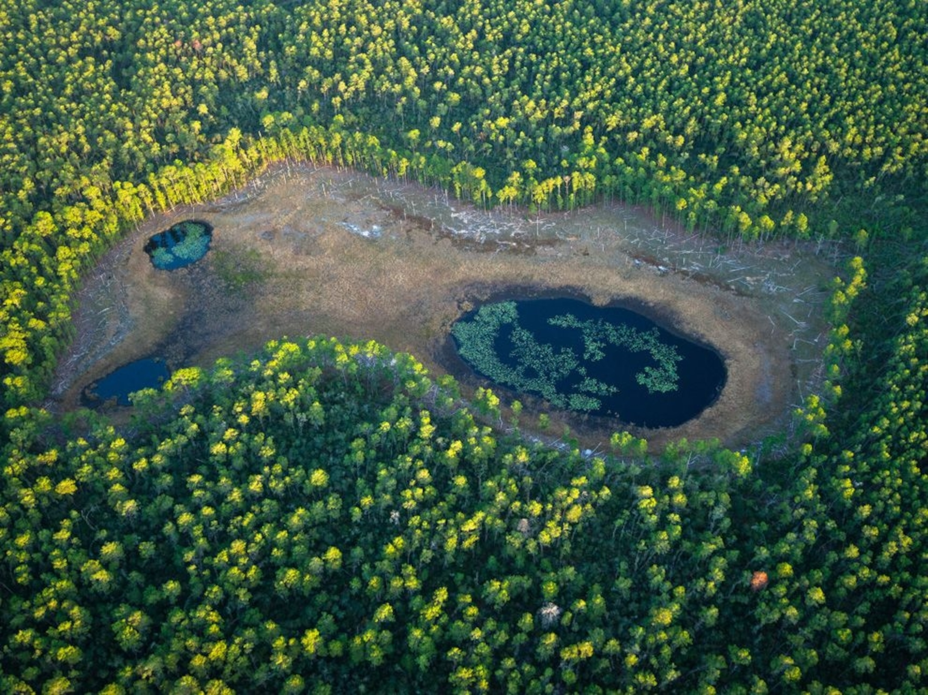 Ocala National Forest
