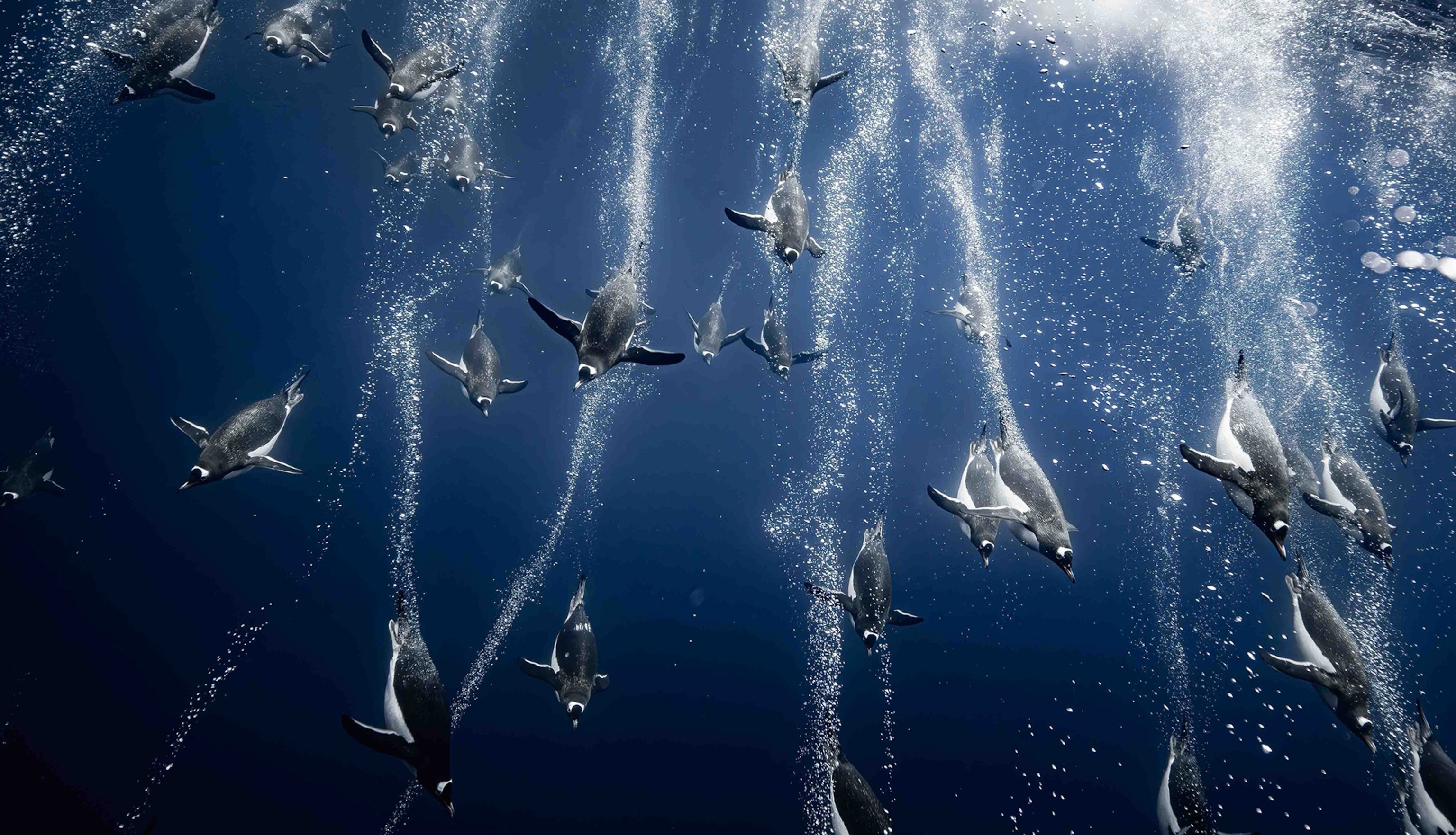 A raft of penguins swim through the clear blue waters of Port Charcot in Antarctica.