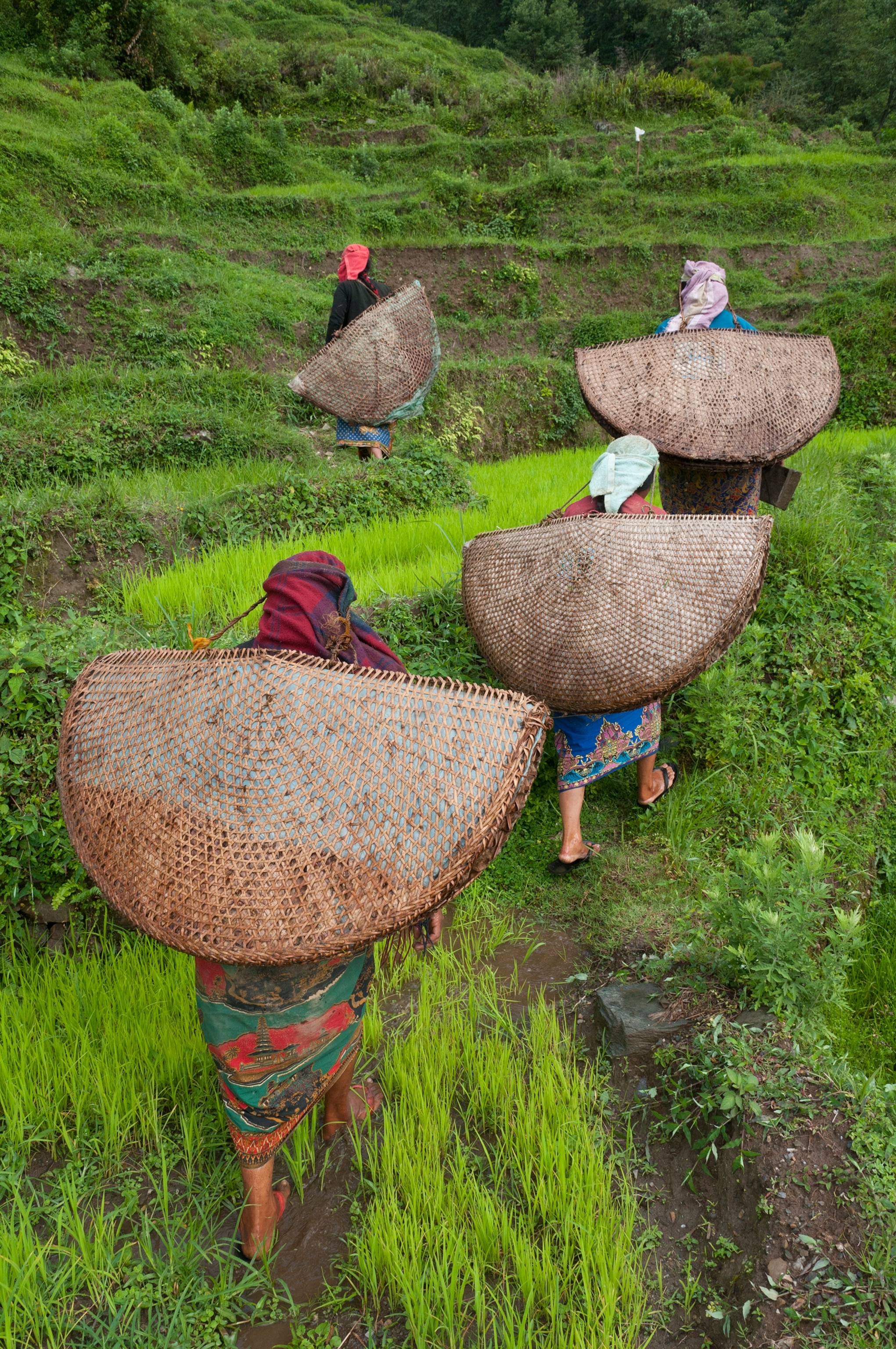 rice farmers in Nepal