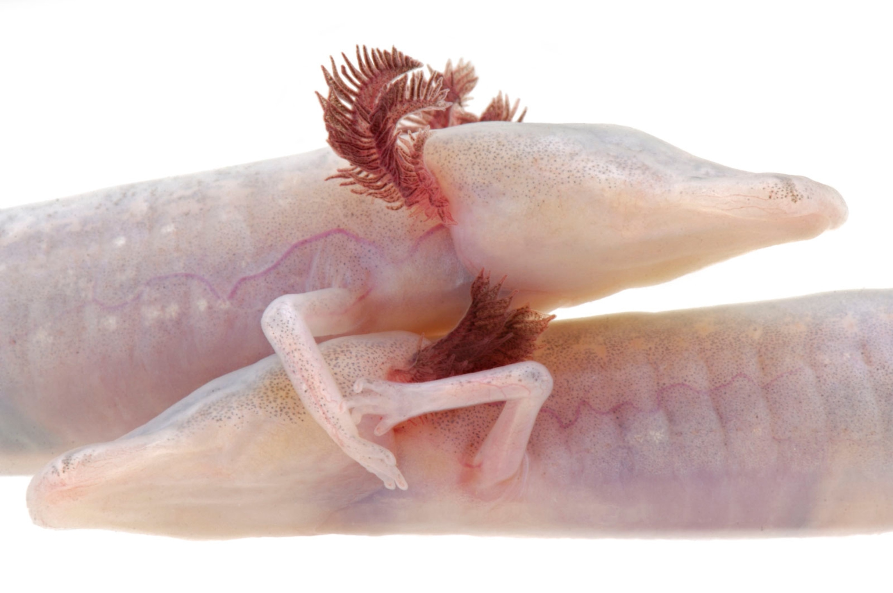 the Texas blind salamander