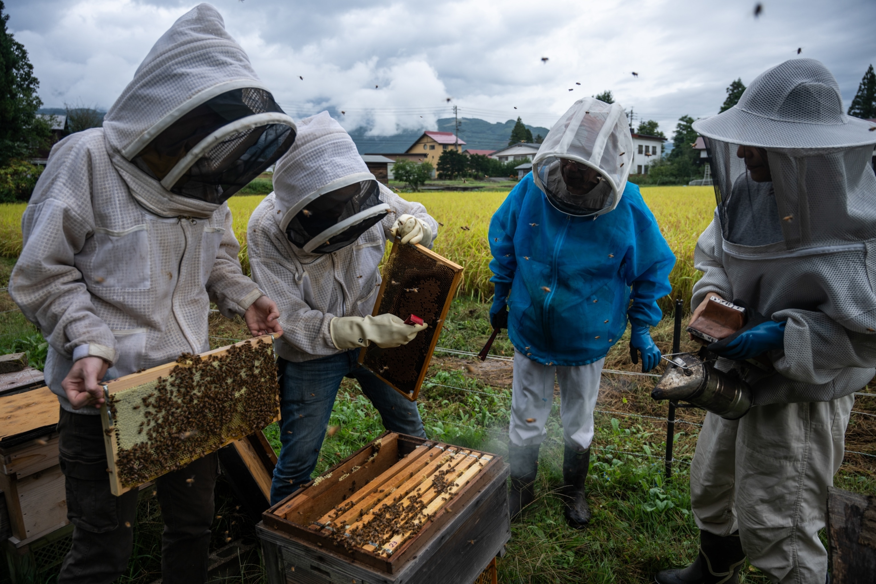 Local beekeepers and research team picks up brood cells from an apiary in mountainous village in Japan.