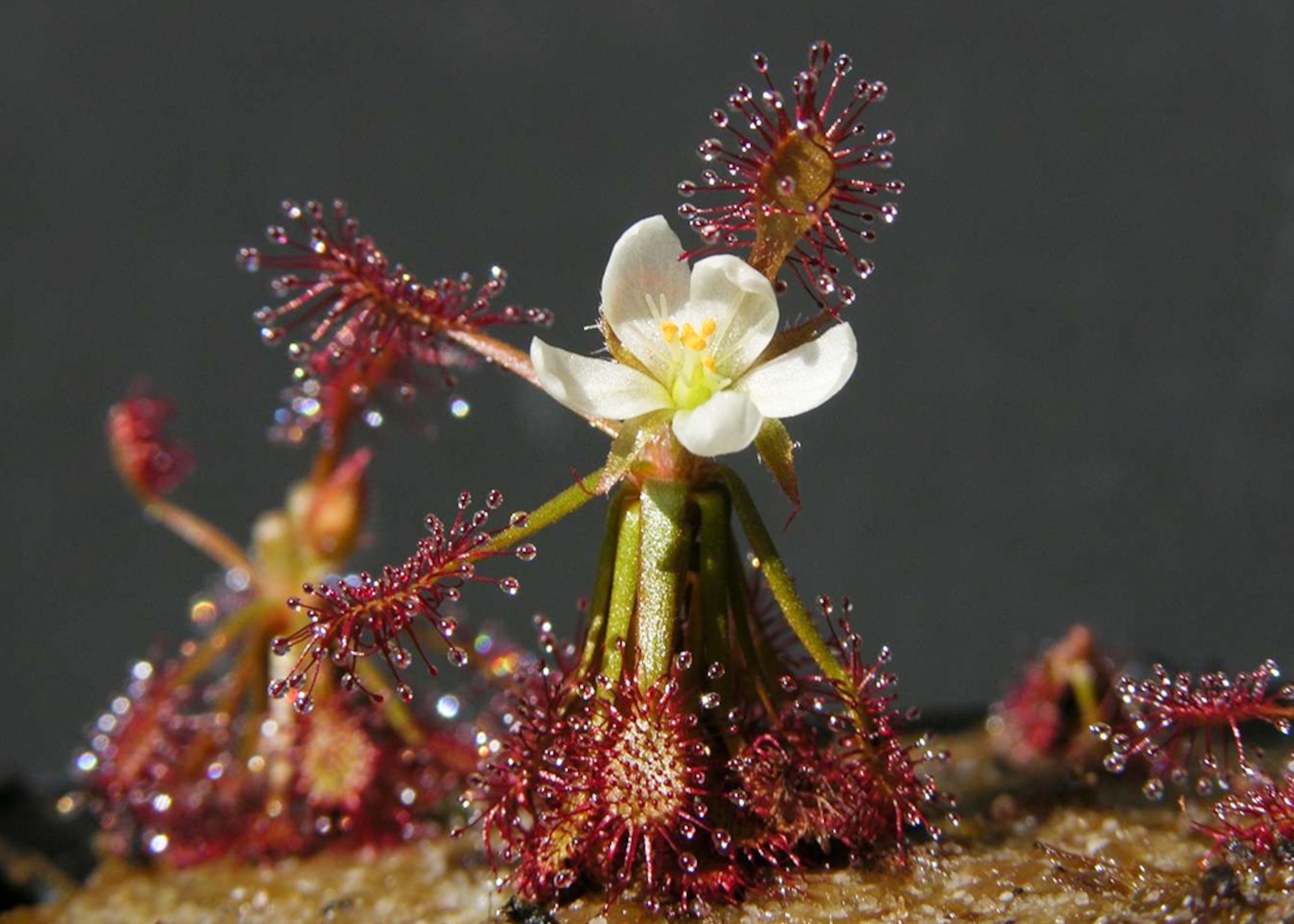 Picture of one of more than 1,200 new species discovered in the Amazon rain forest between 1999 and 2009.
