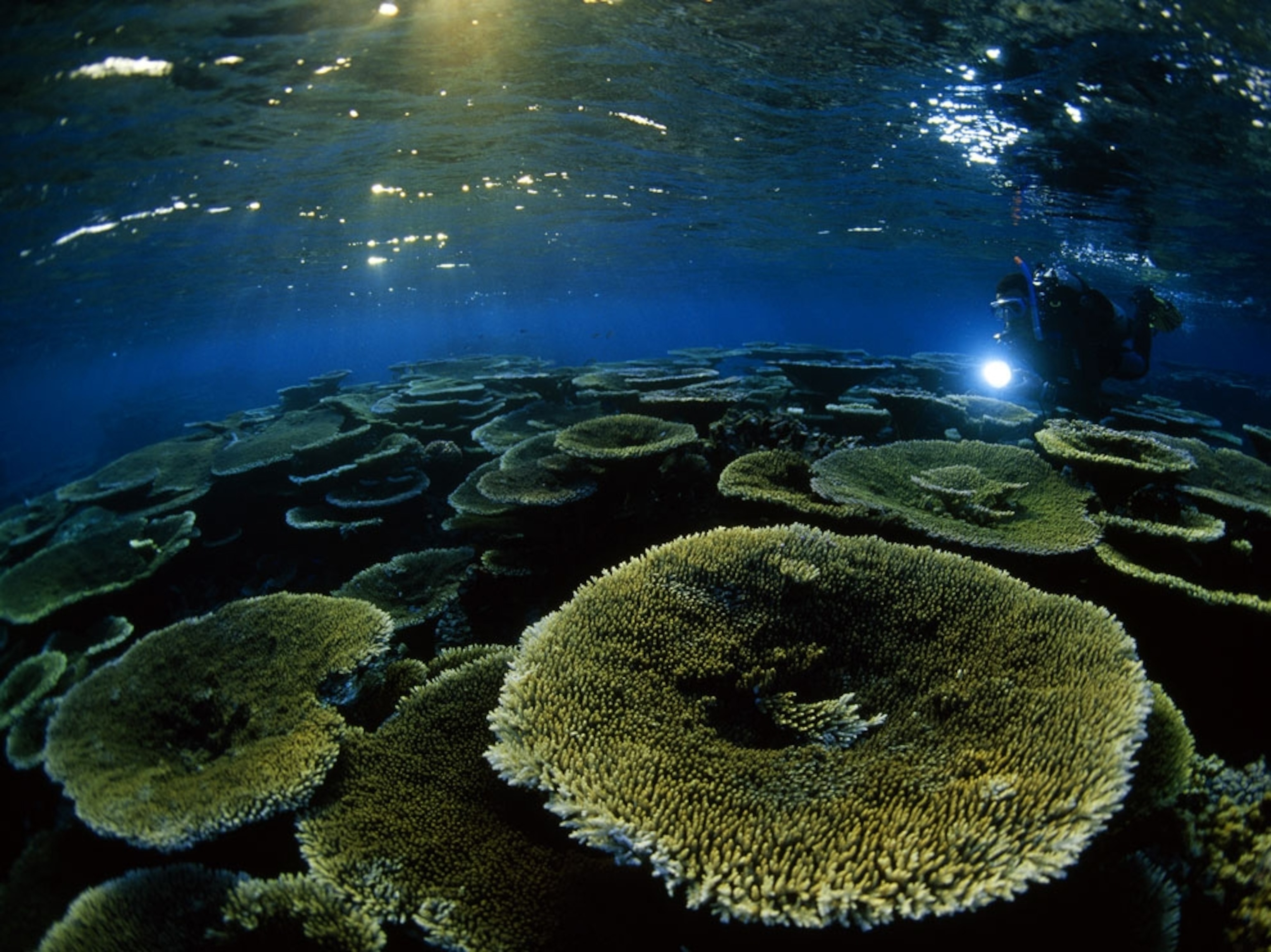 Diver examines table coral, Phoenix Islands, Kiribati