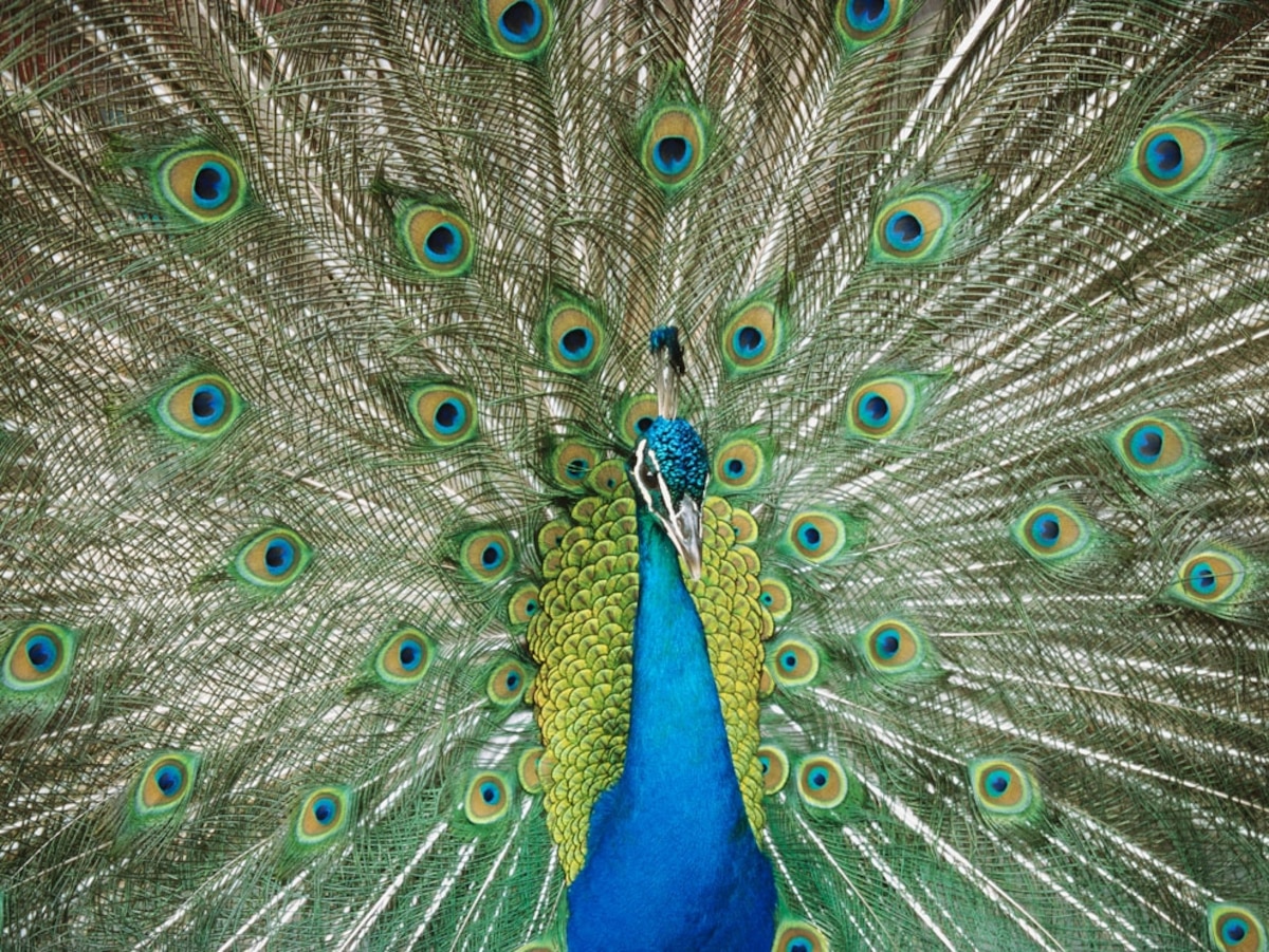 Animal Mating Article, Sexual Selection Information, Mate Choice Facts