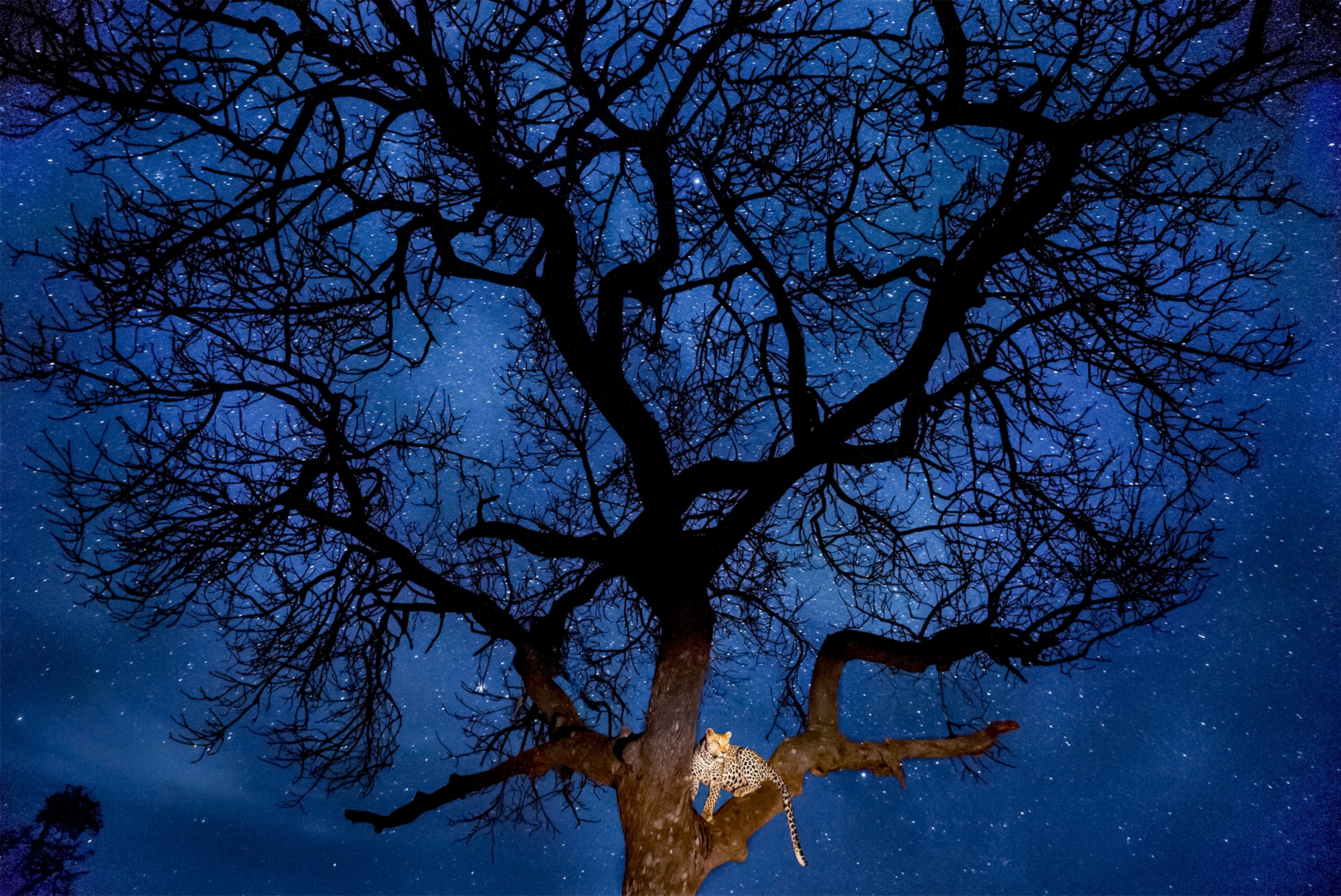 A jaguar watches from a treetop as stars fill the dark blue night sky above it.