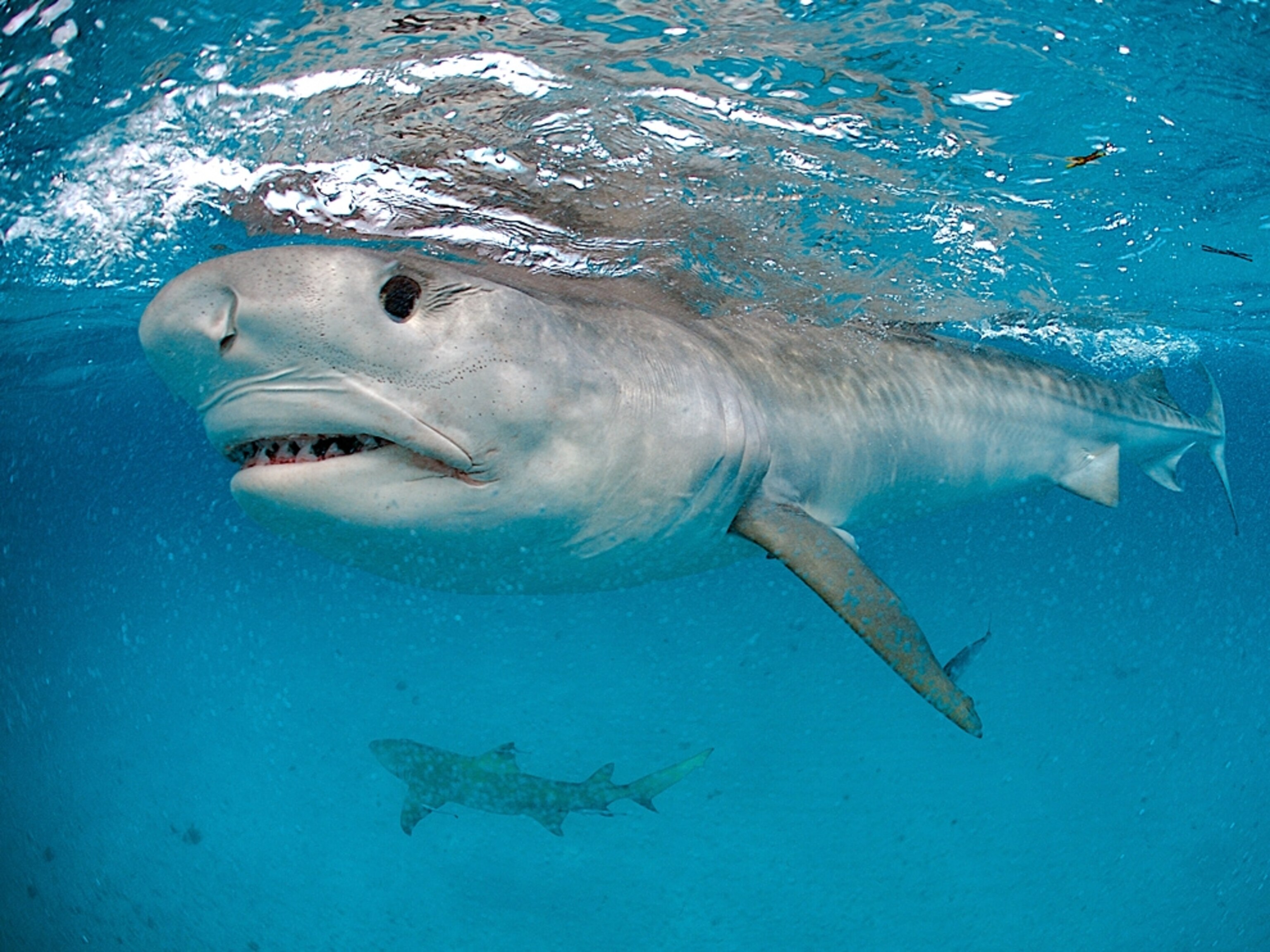 A tiger shark swimming near the ocean's surface.