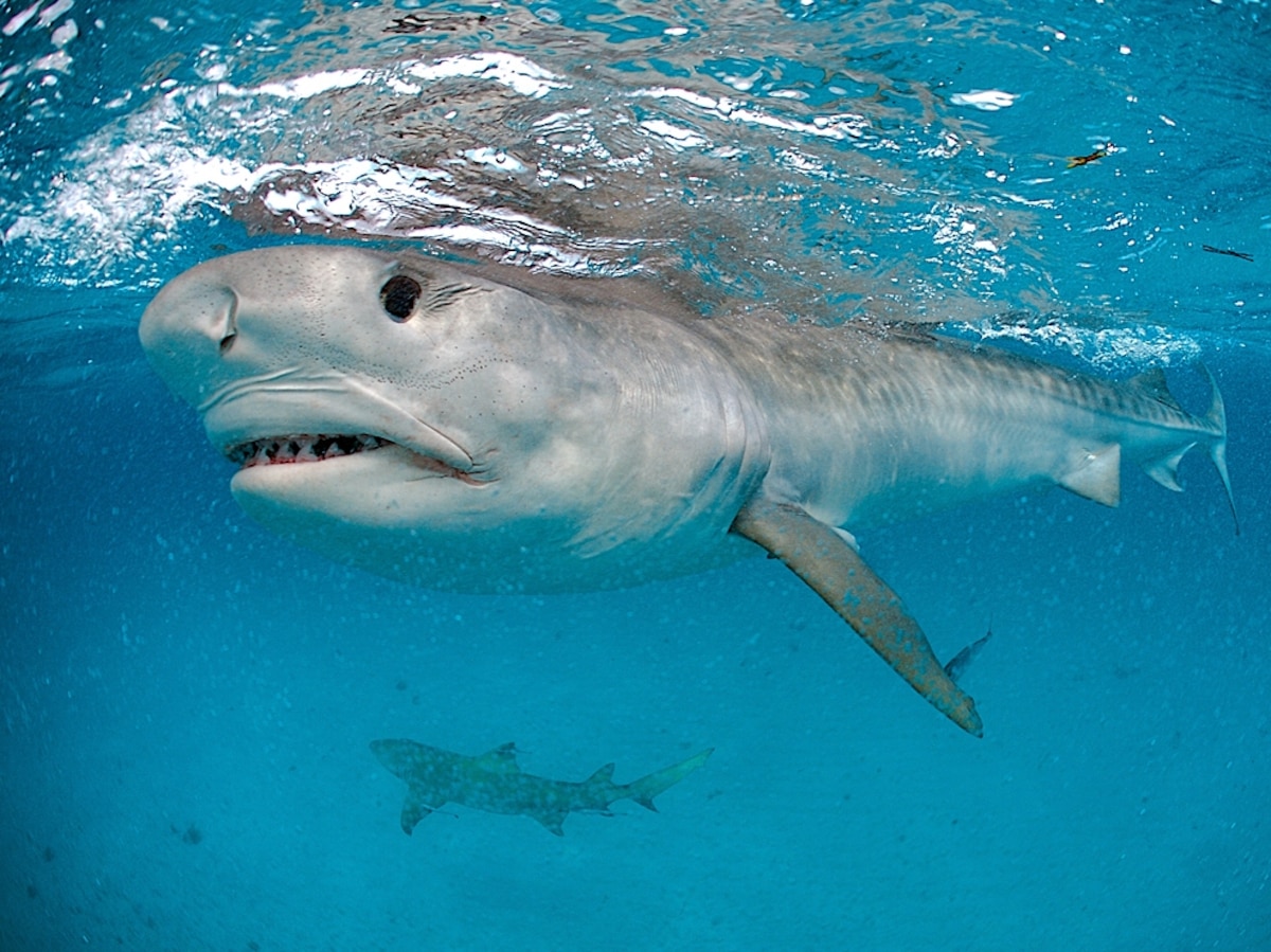 Sharks Eating Songbirds in Gulf of Mexico