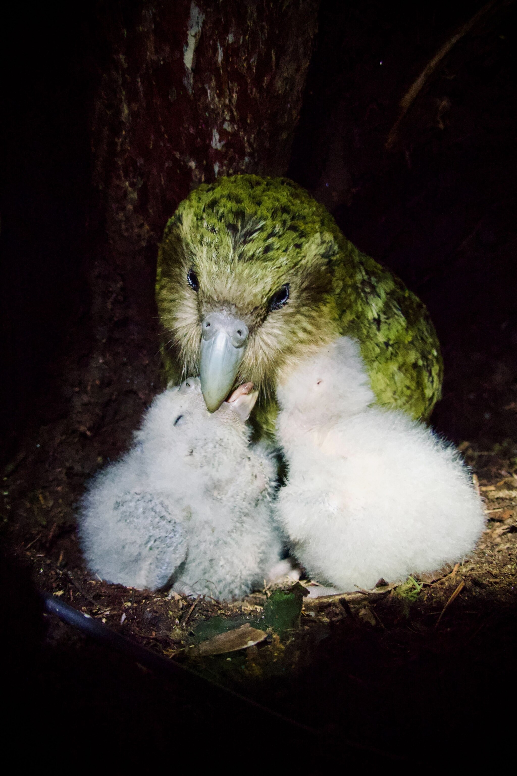 Tīwhiri-A3 and Tīwhiri-A4 in Tīwhiri's nest on Pukenui Anchor Island March 2026