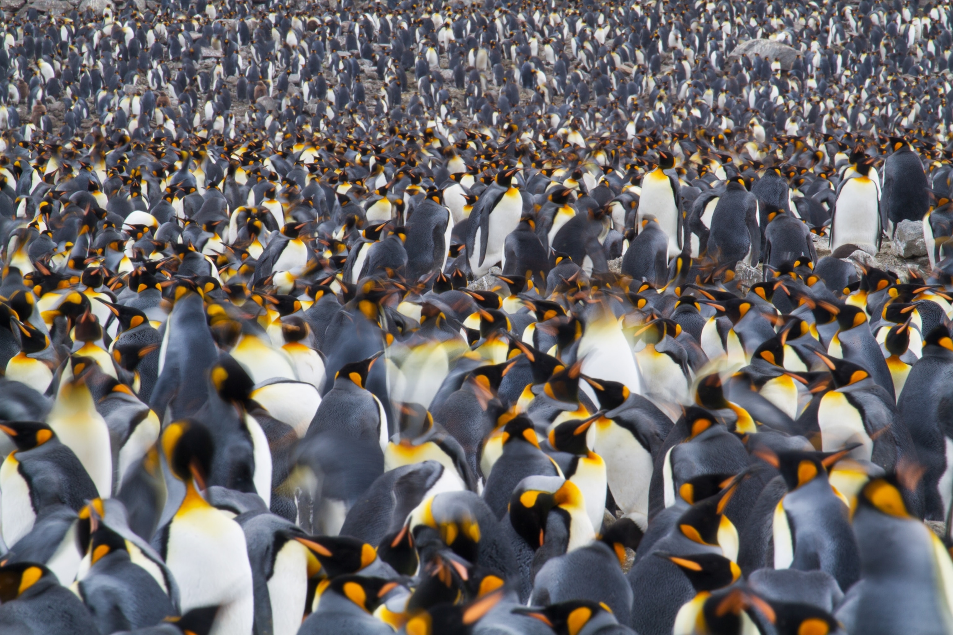 king penguins on the beach at St. Andrews Bay on South Georgia Island