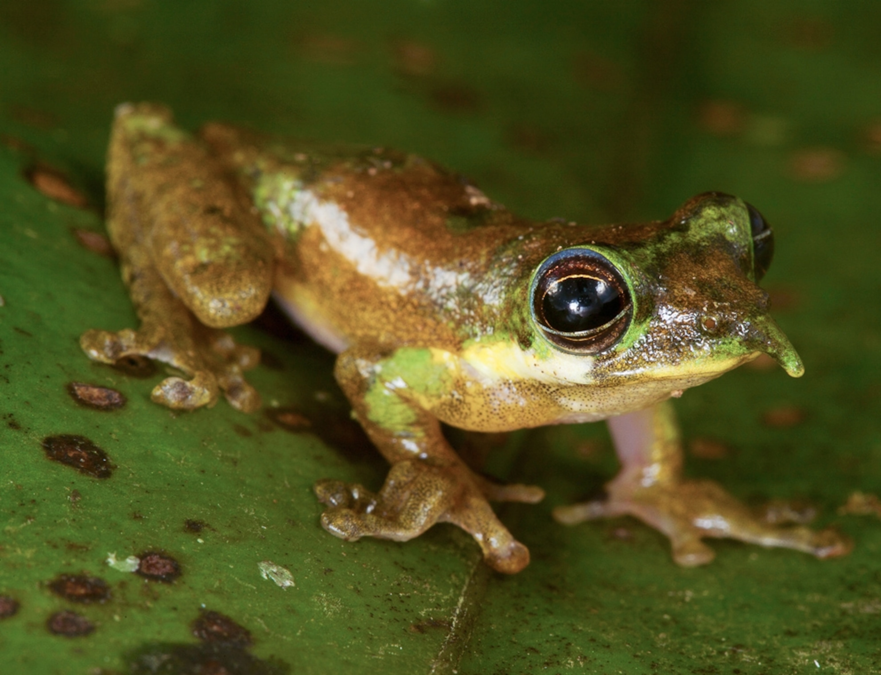 the ''Pinocchio''' frog, a new species, for a photo gallery of 20 surprising animals of the last 20 years