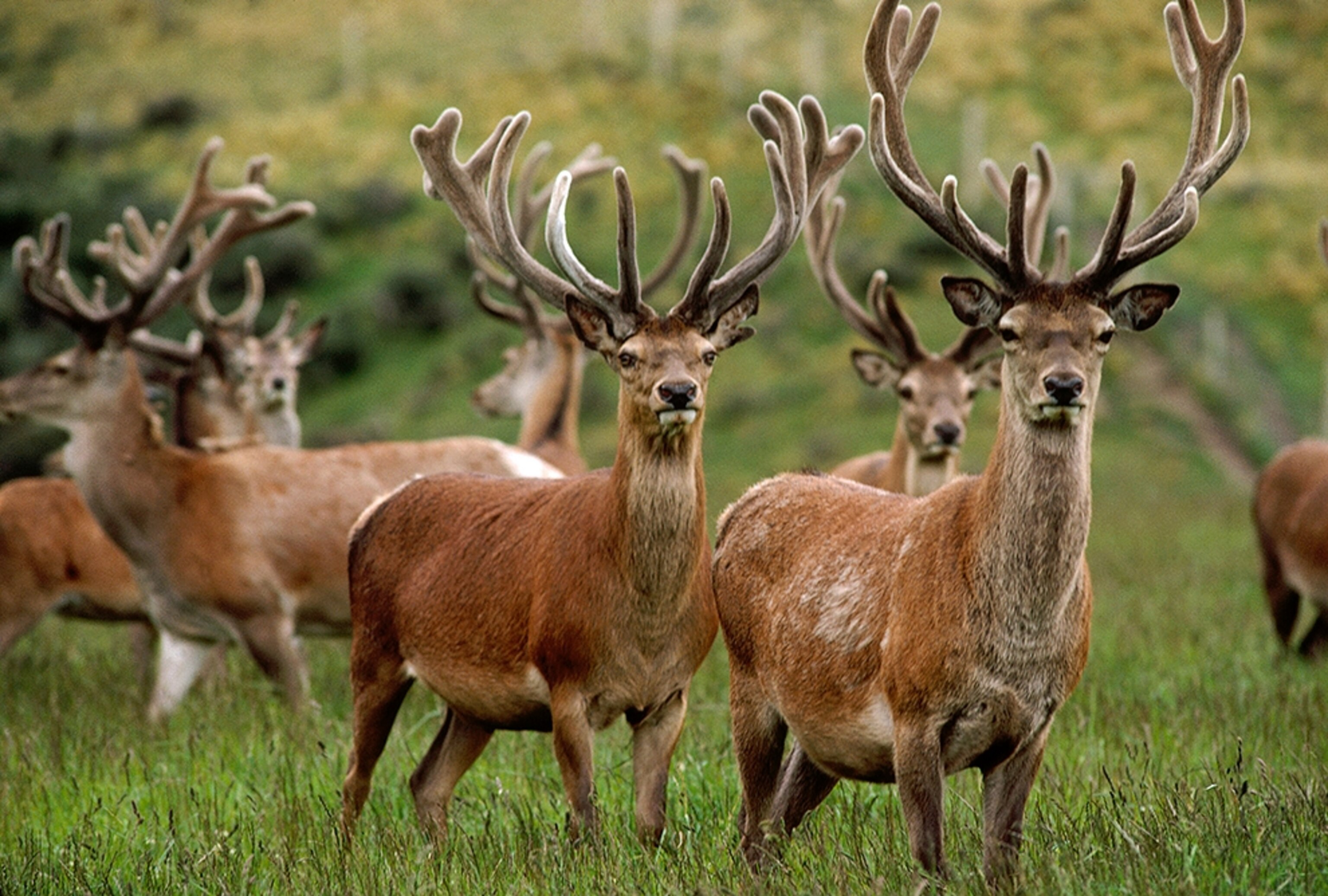 a male red deer herd in a meadow in Scotland