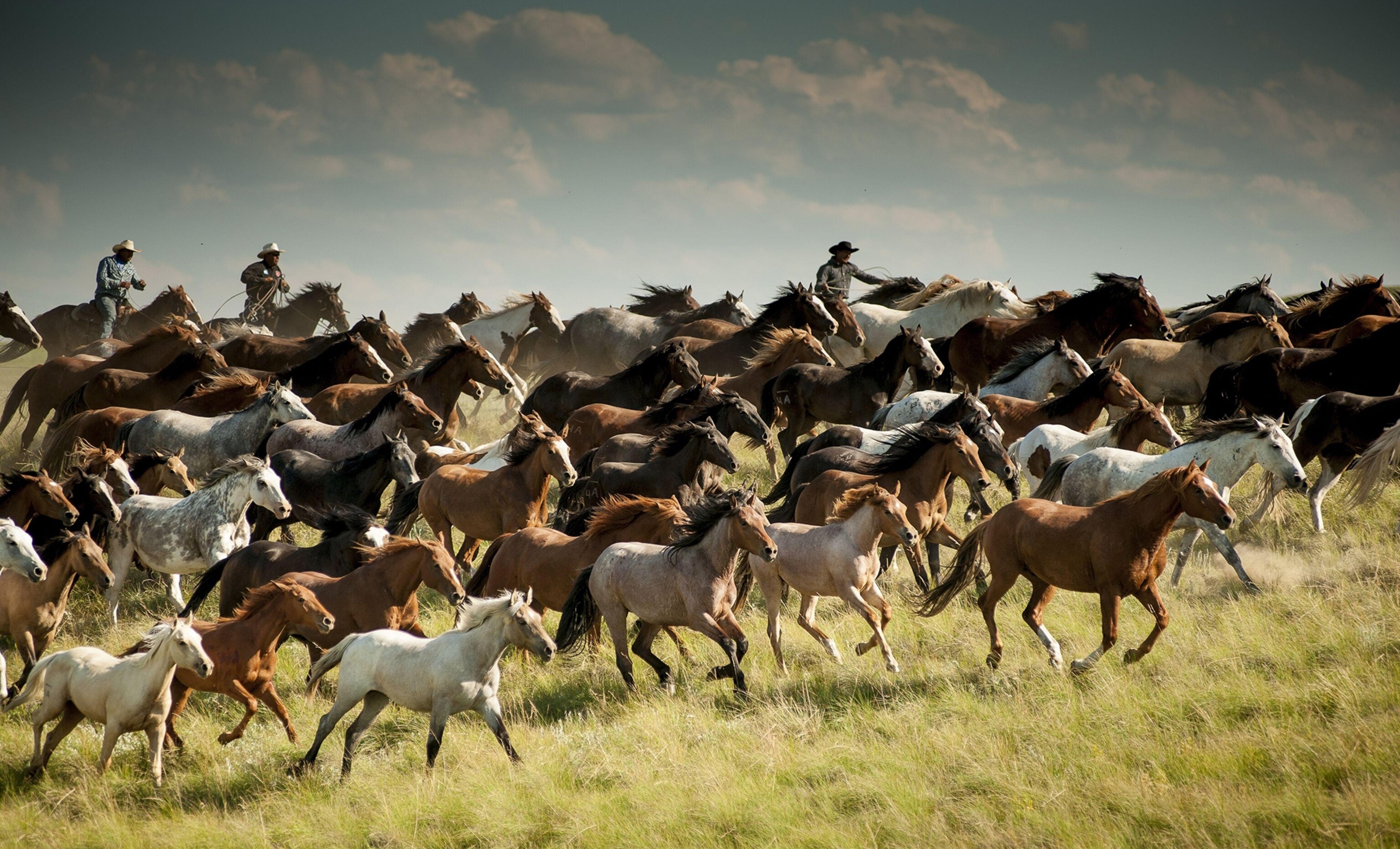 horses in Browning, Montana