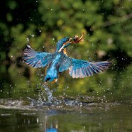 Image Result For Kingfisher Kingfisher Kingfisher Bird Image Result For Kingfisher Kingfisher Kingfisher Bird